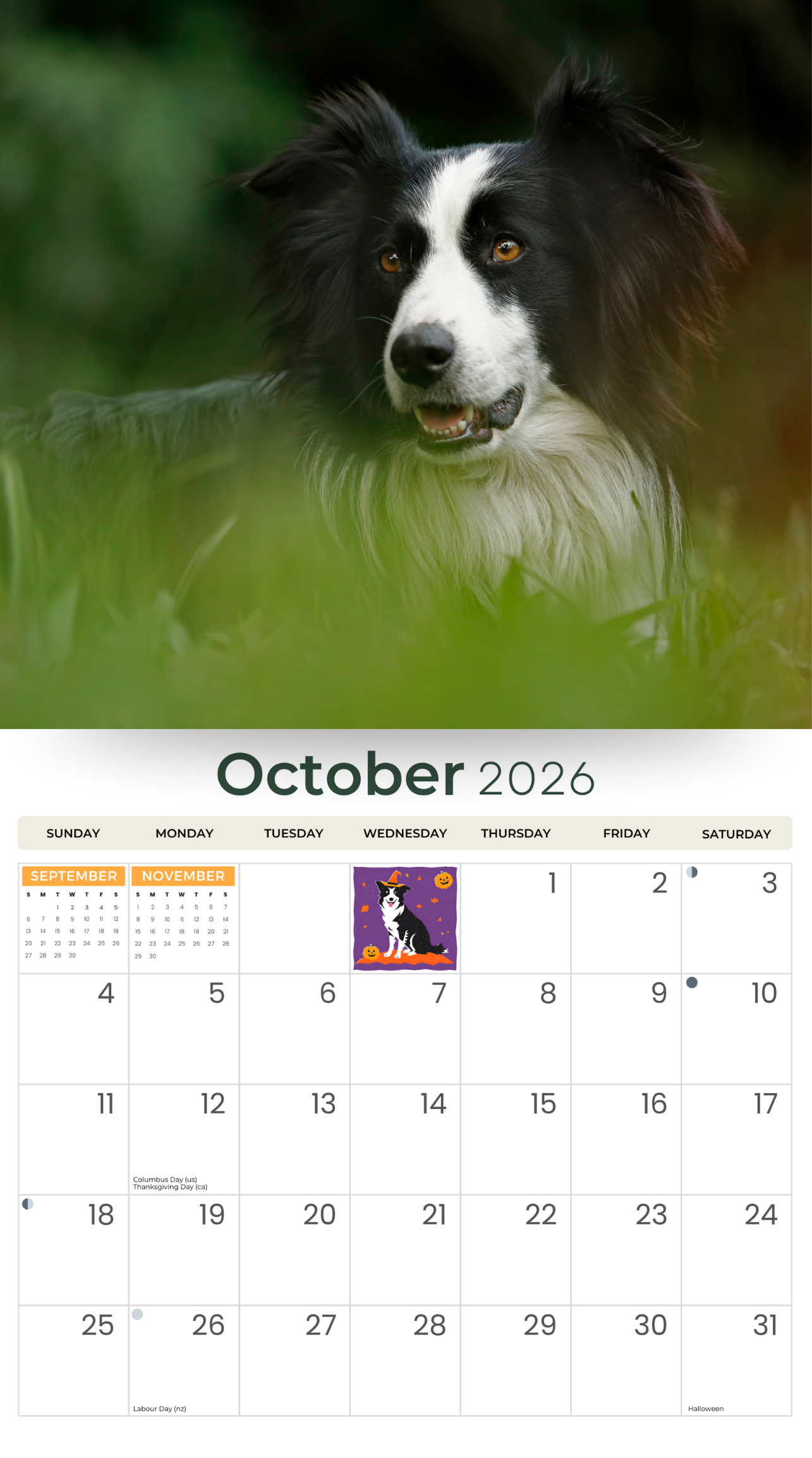 2026 Border Collies - Deluxe Wall Calendar