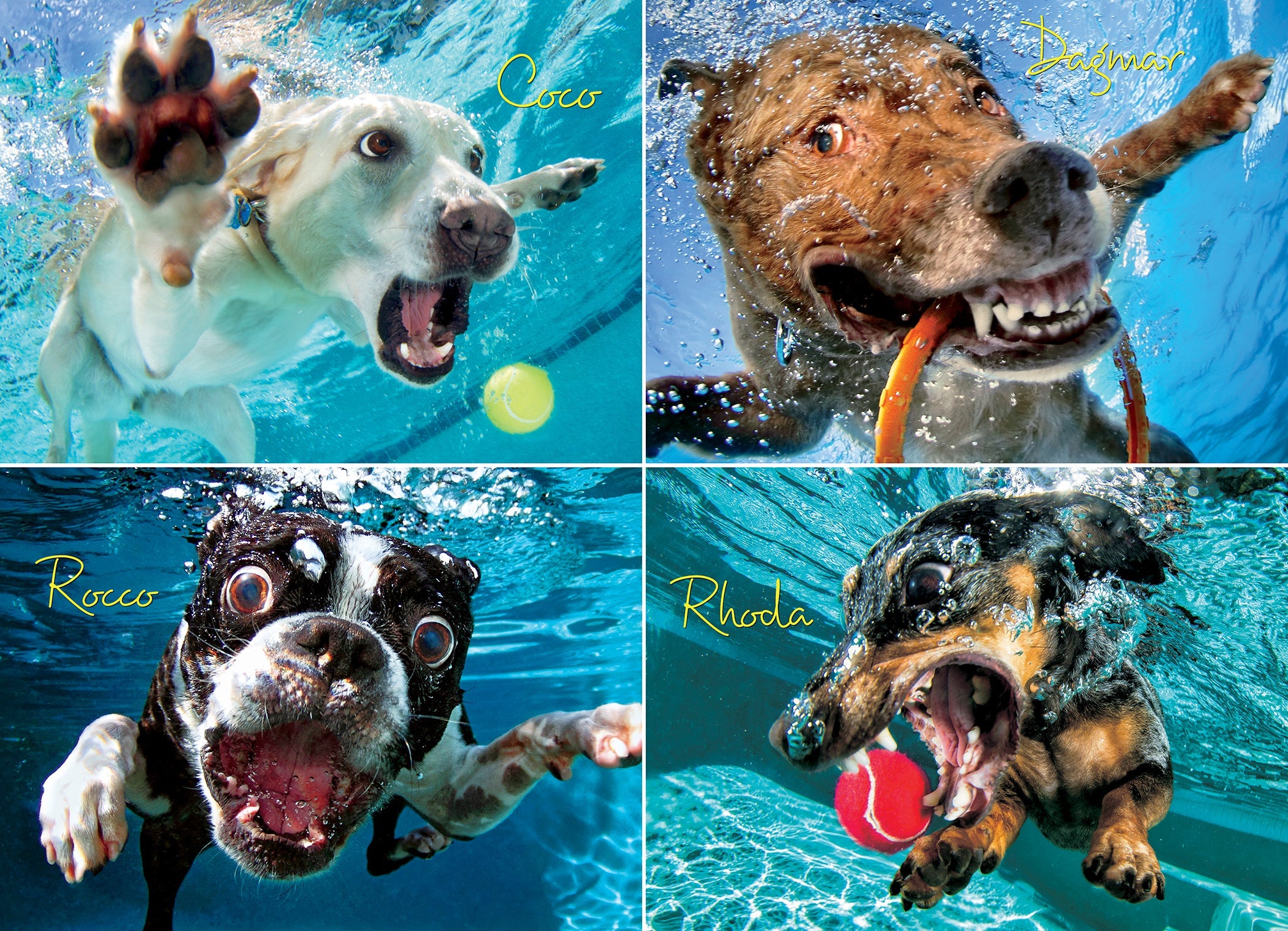 Underwater Dogs: Pool Pawty 1000 Piece - Jigsaw Puzzle