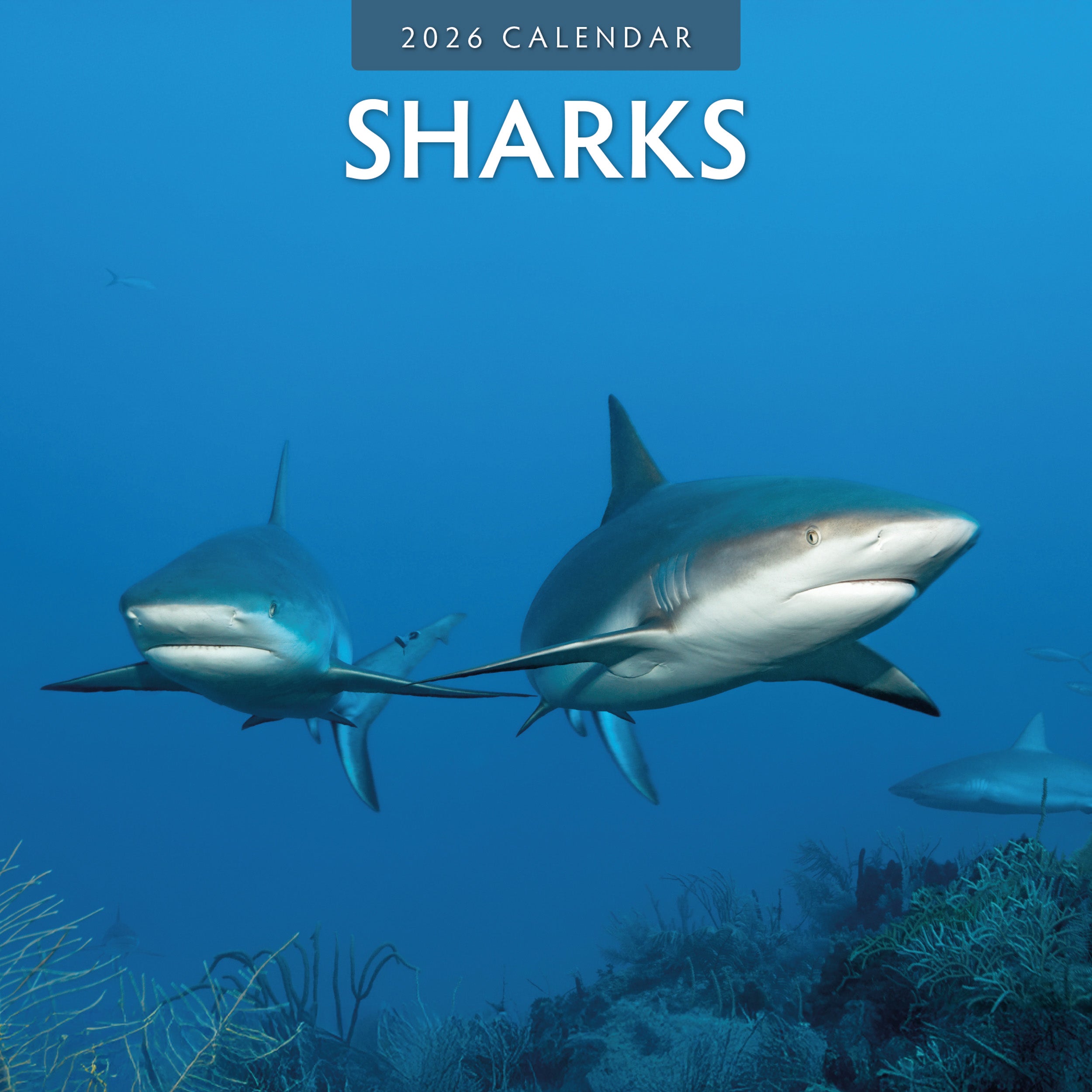 2026 Sharks - Square Wall Calendar