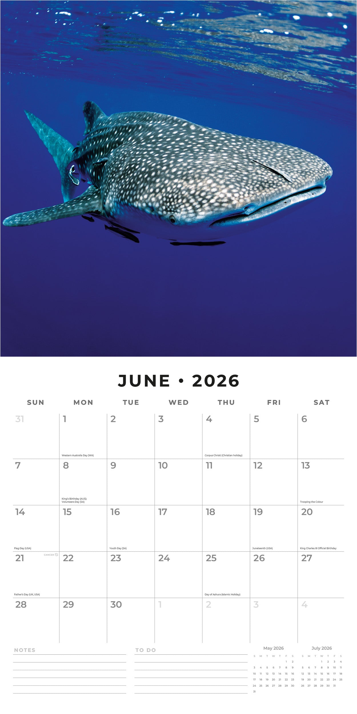 2026 Sharks - Square Wall Calendar