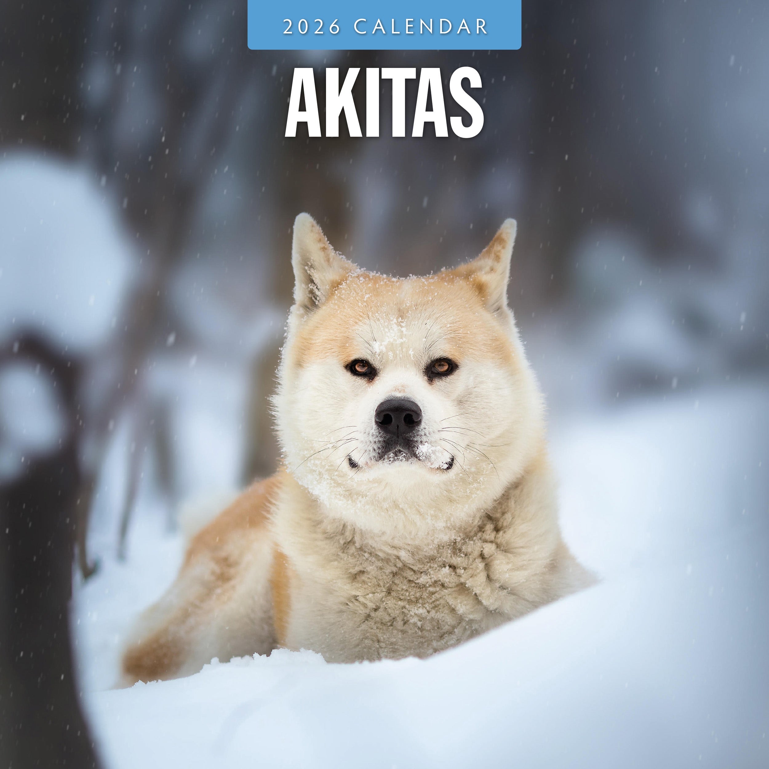 2026 Akitas - Square Wall Calendar