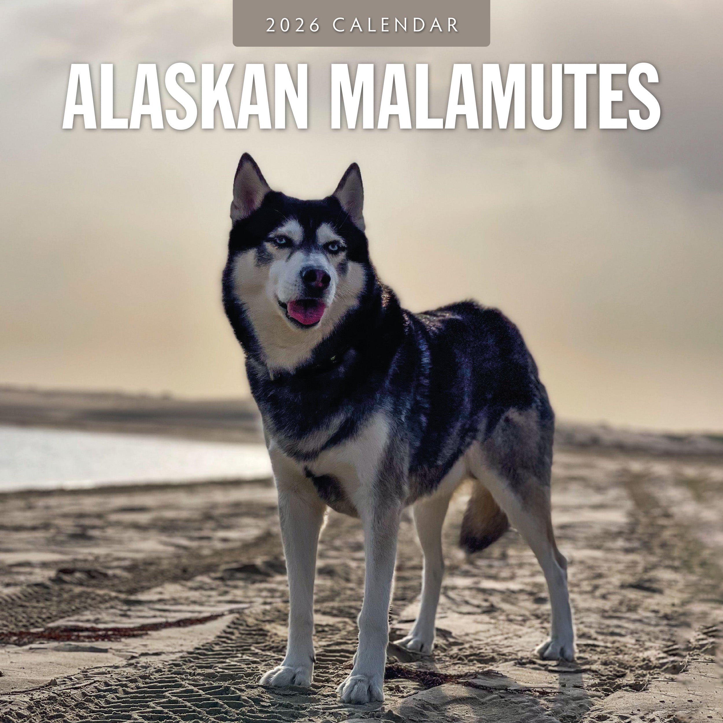 2026 Alaskan Malamutes - Square Wall Calendar