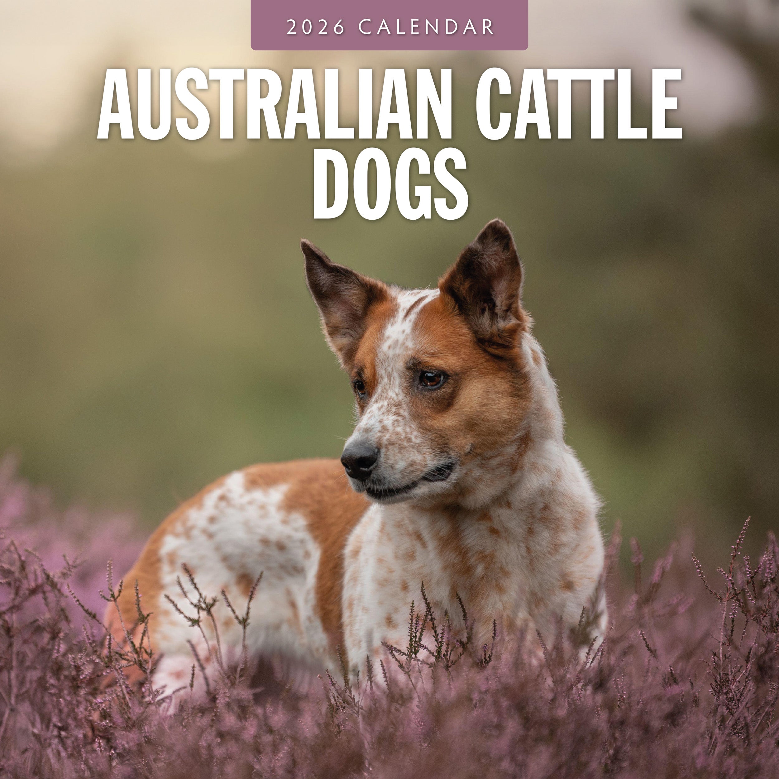 2026 Australian Cattle Dogs - Square Wall Calendar