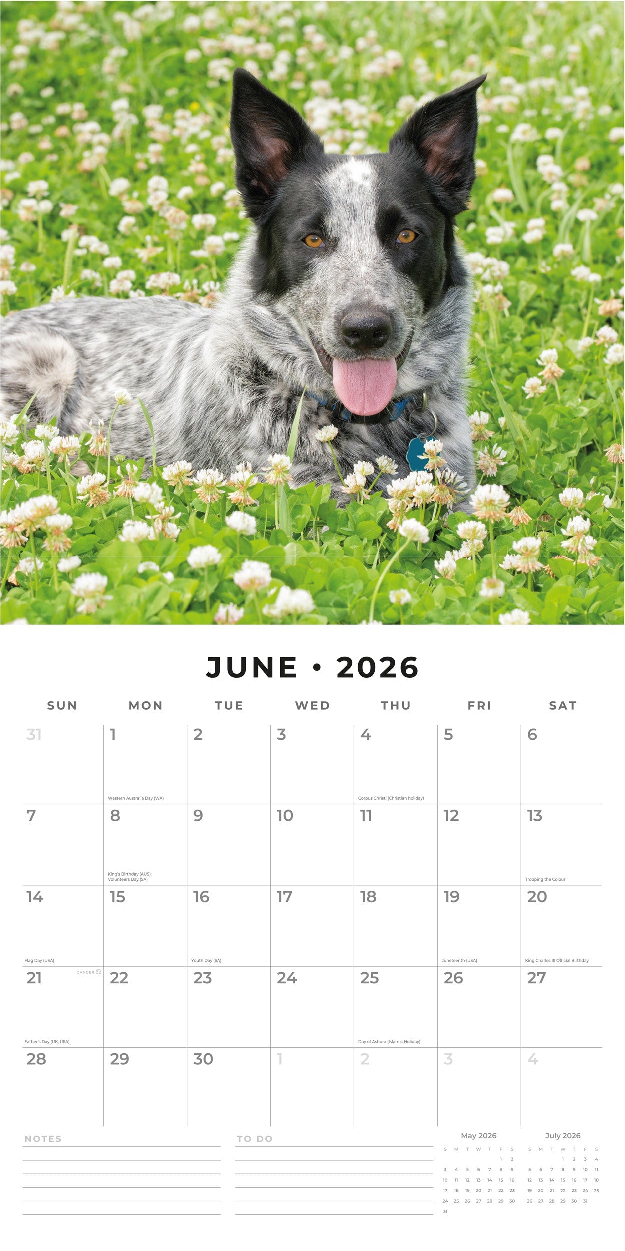 2026 Australian Cattle Dogs - Square Wall Calendar