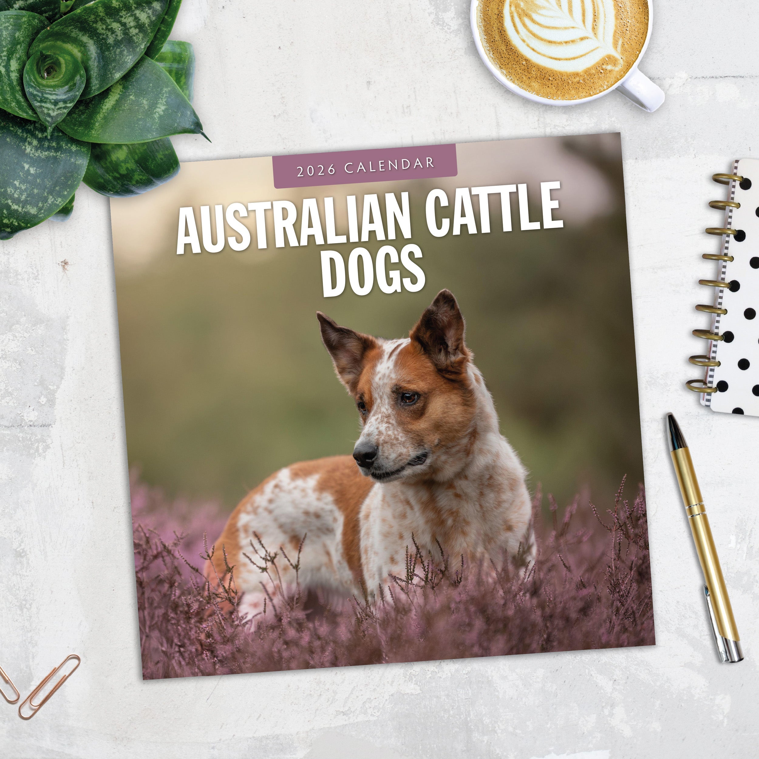 2026 Australian Cattle Dogs - Square Wall Calendar