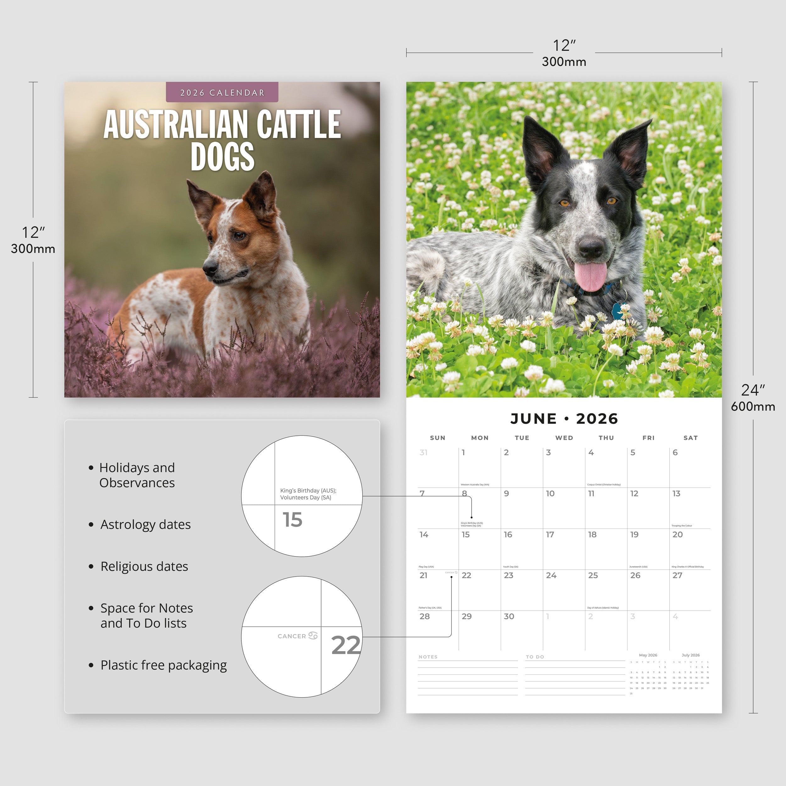 2026 Australian Cattle Dogs - Square Wall Calendar
