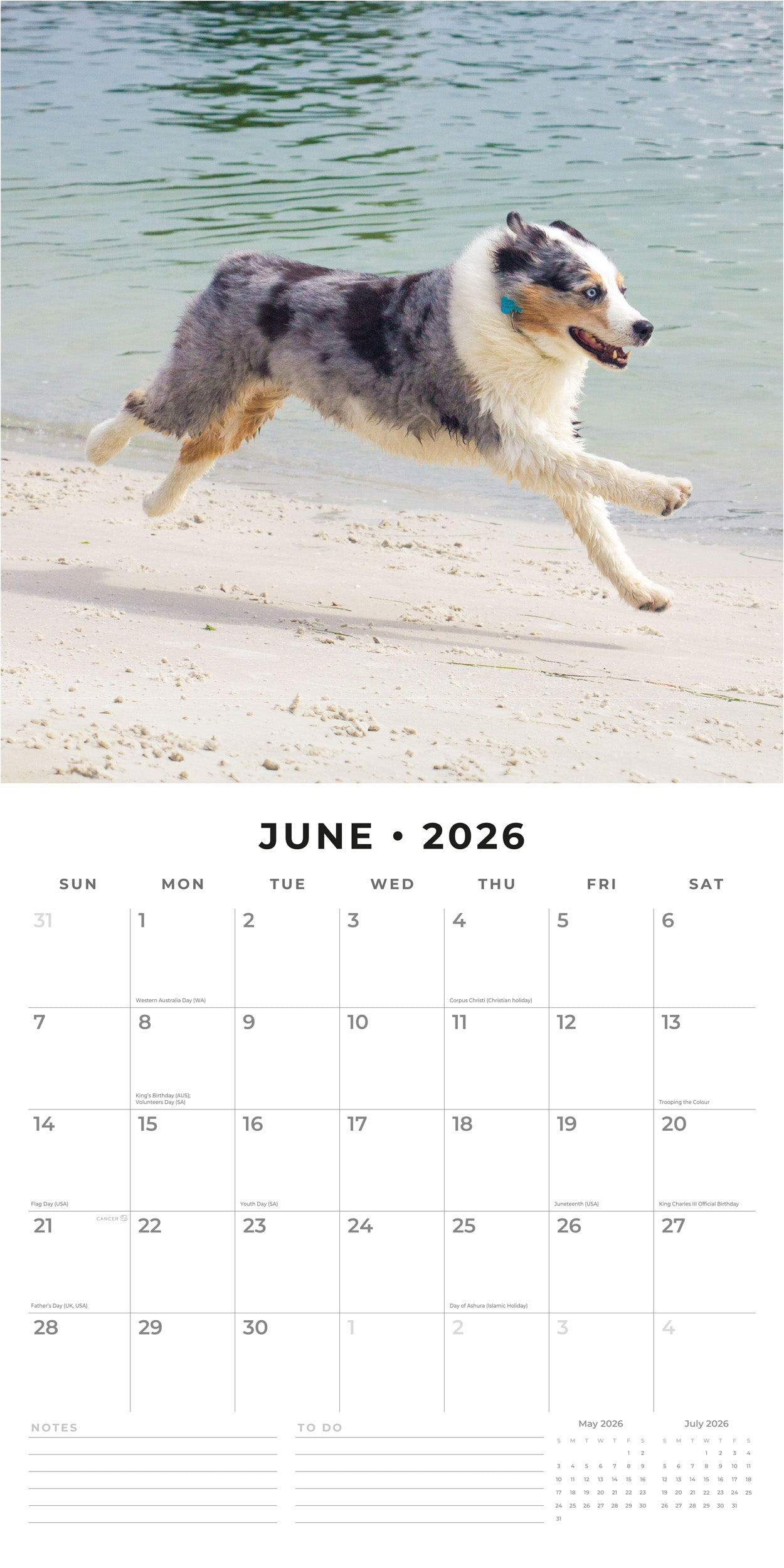 2026 Australian Shepherds - Square Wall Calendar