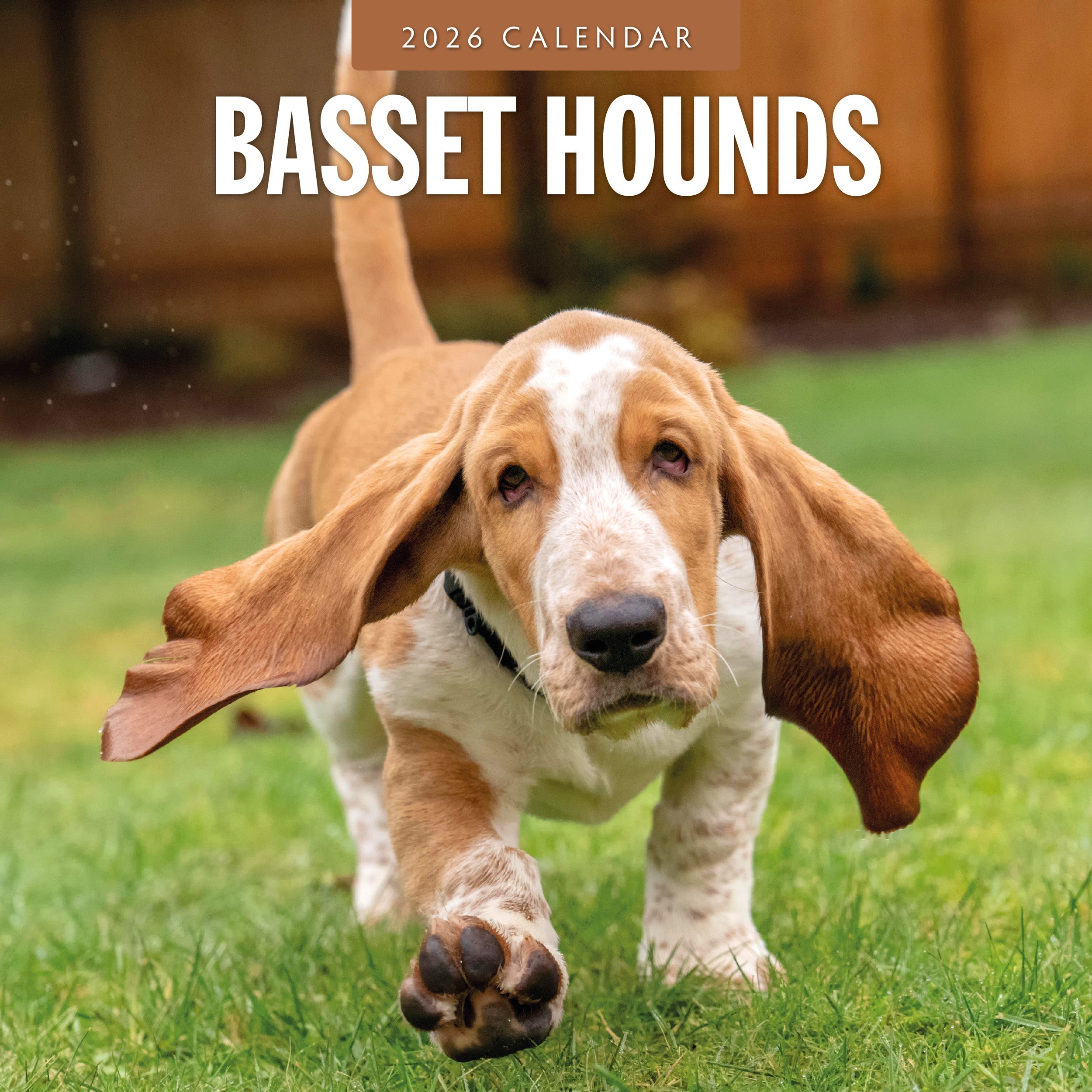 2026 Basset Hounds - Square Wall Calendar