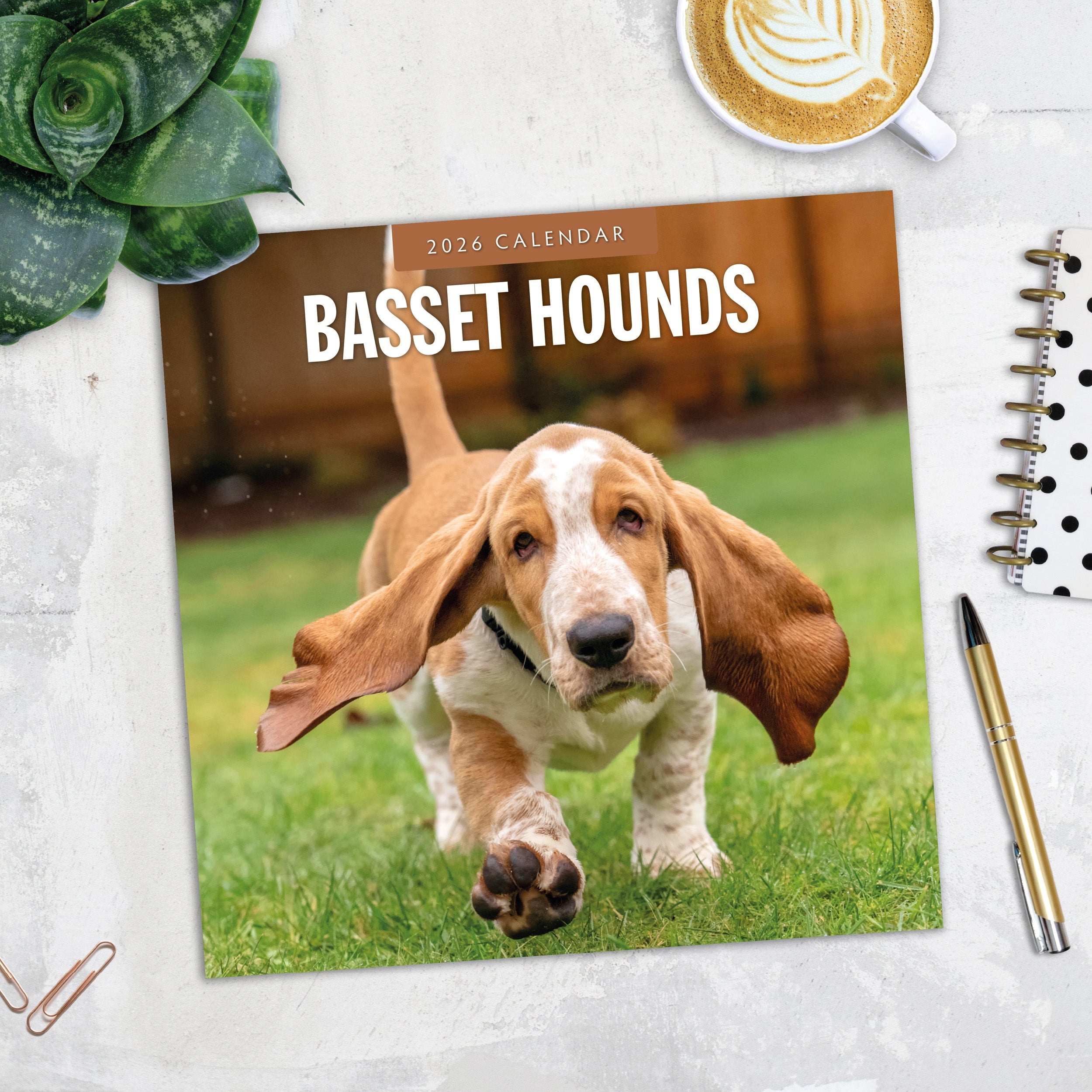 2026 Basset Hounds - Square Wall Calendar