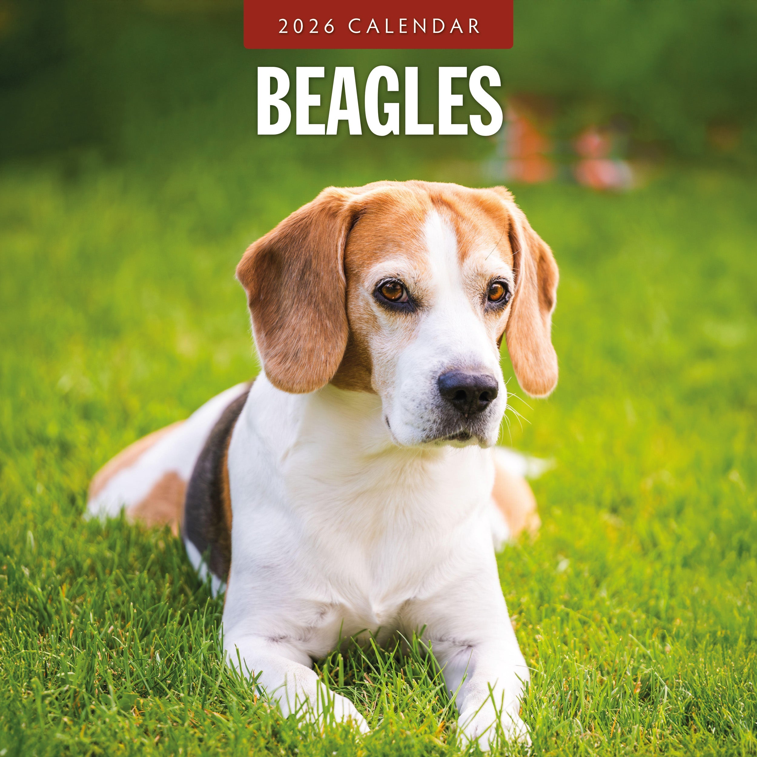 2026 Beagles - Square Wall Calendar