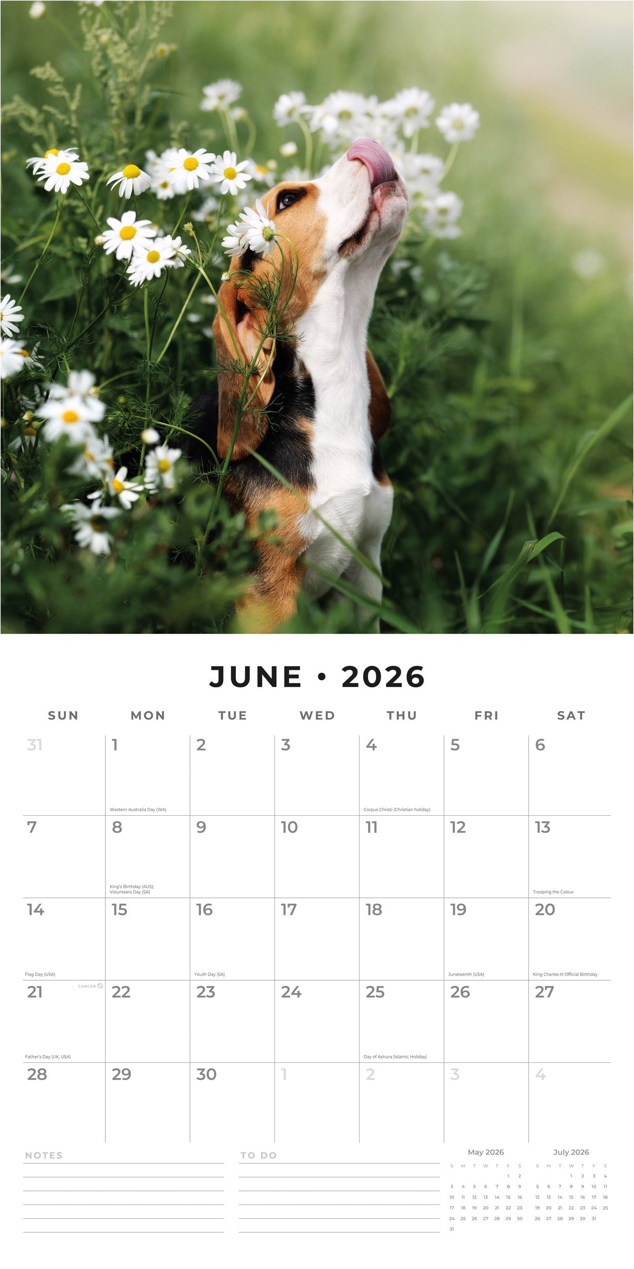 2026 Beagles - Square Wall Calendar