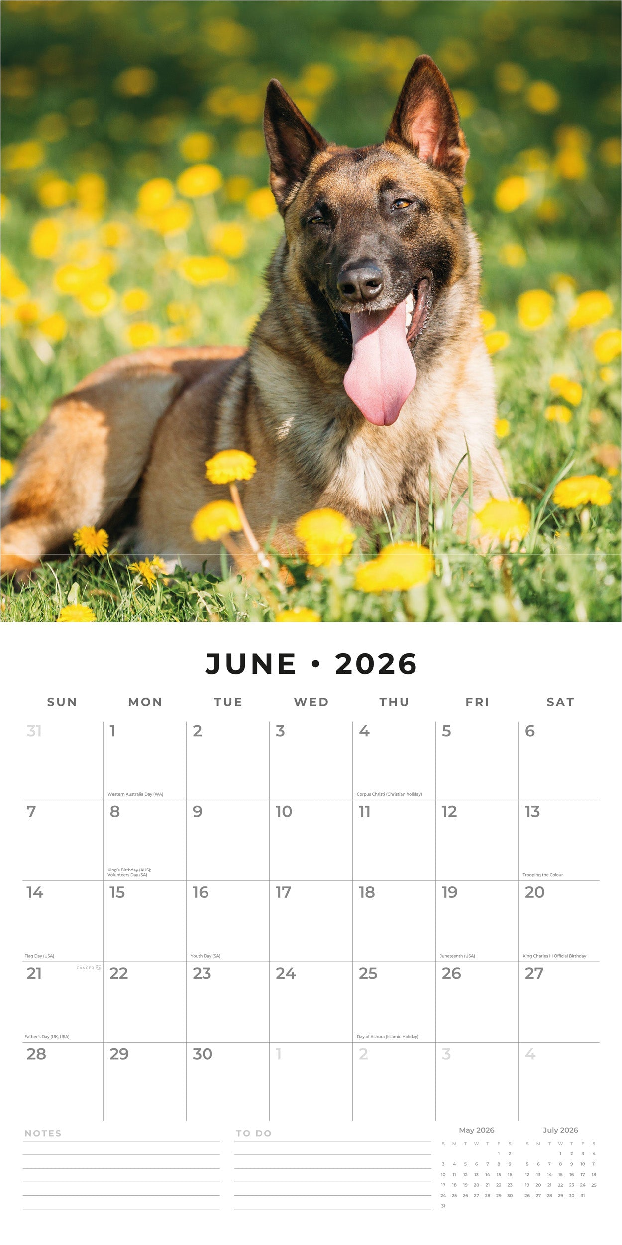 2026 Belgian Shepherd Dogs - Square Wall Calendar