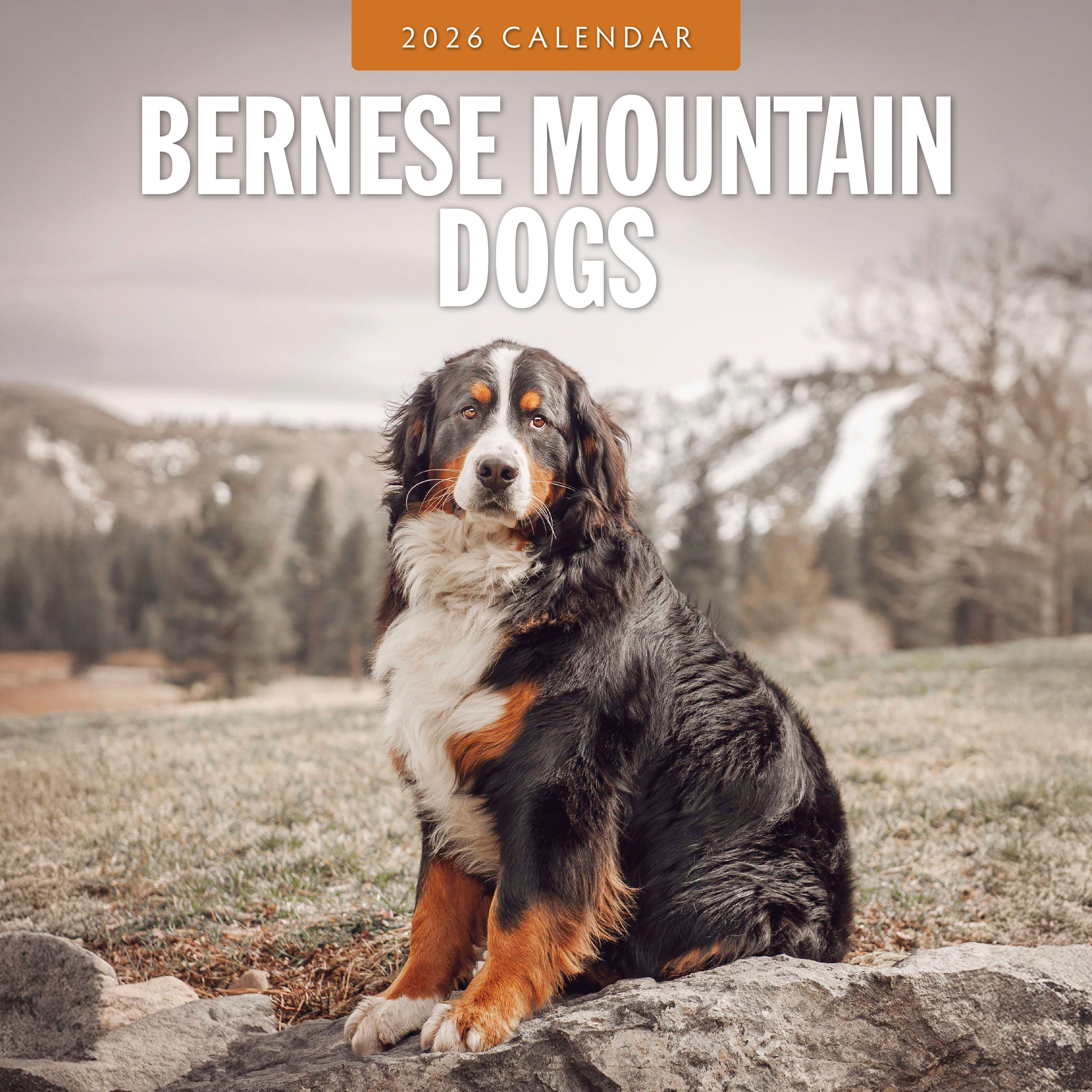 2026 Bernese Mountain Dogs - Square Wall Calendar