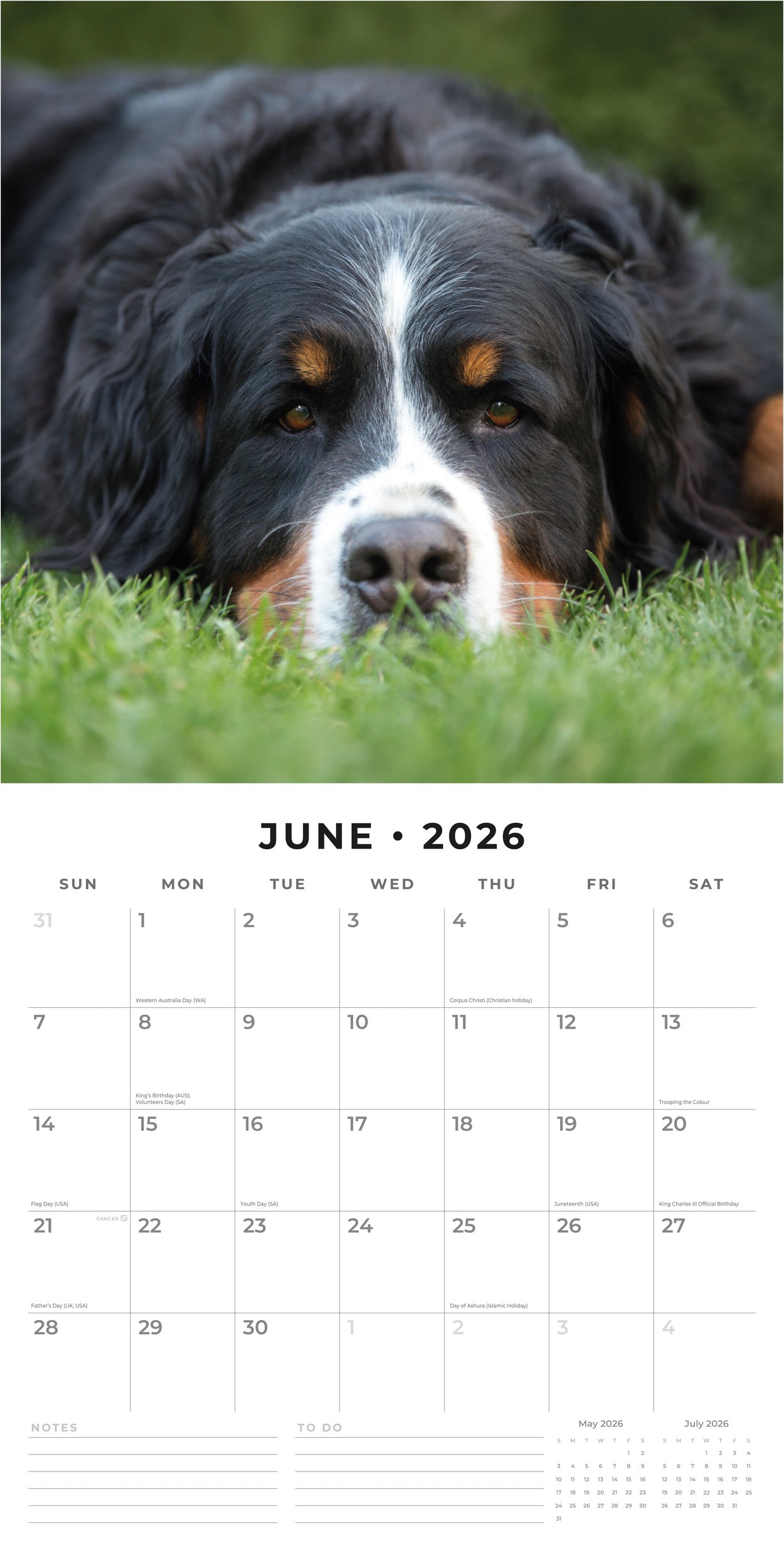 2026 Bernese Mountain Dogs - Square Wall Calendar