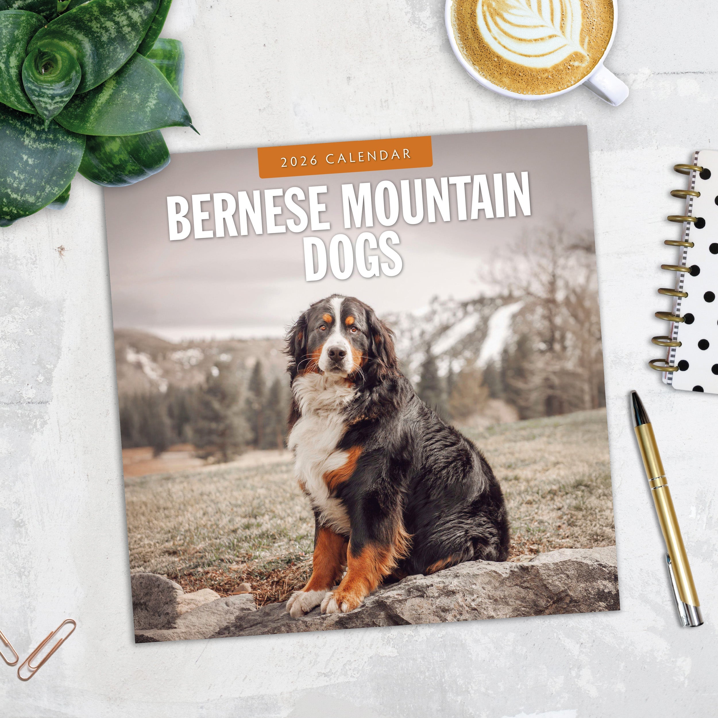 2026 Bernese Mountain Dogs - Square Wall Calendar