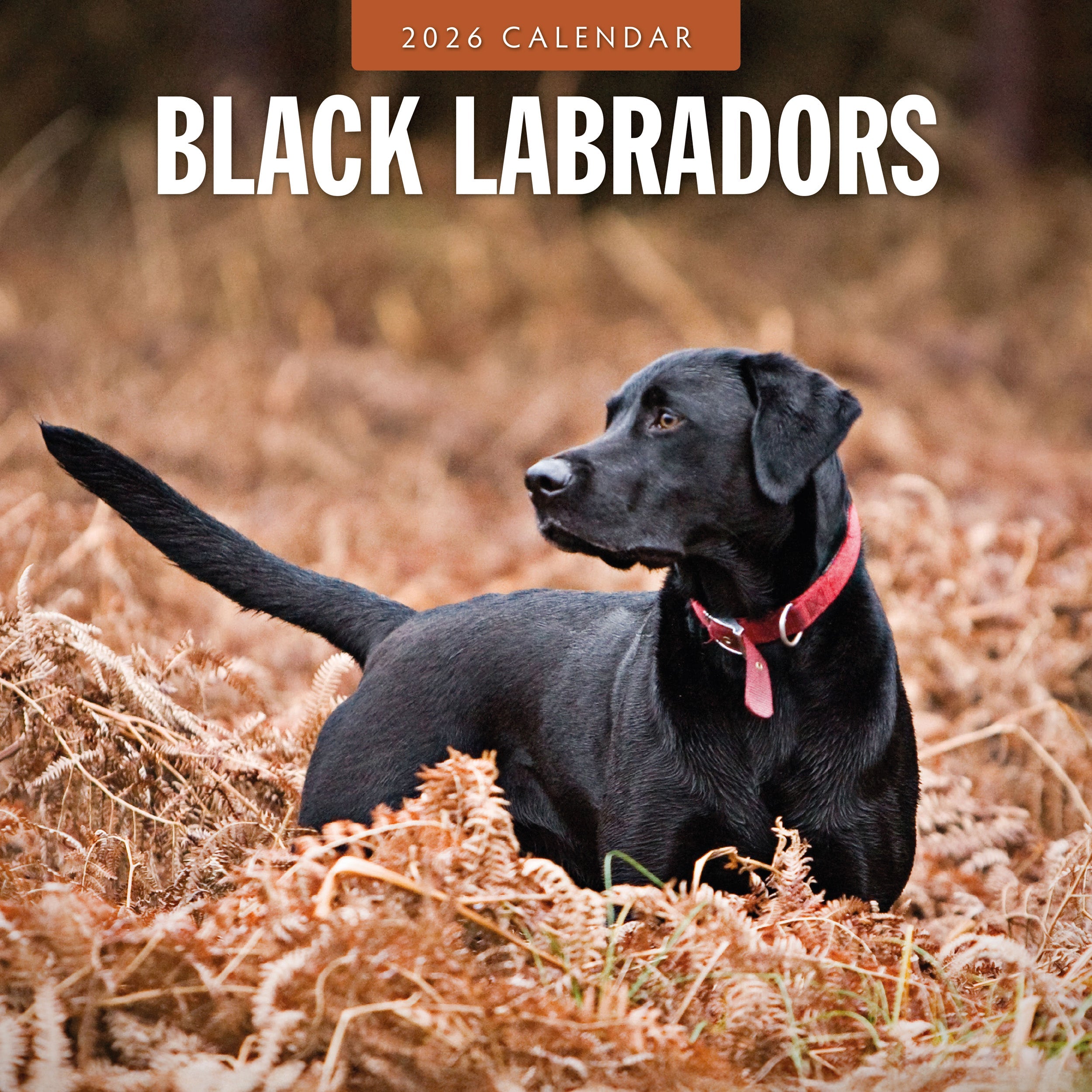 2026 Black Labradors - Square Wall Calendar