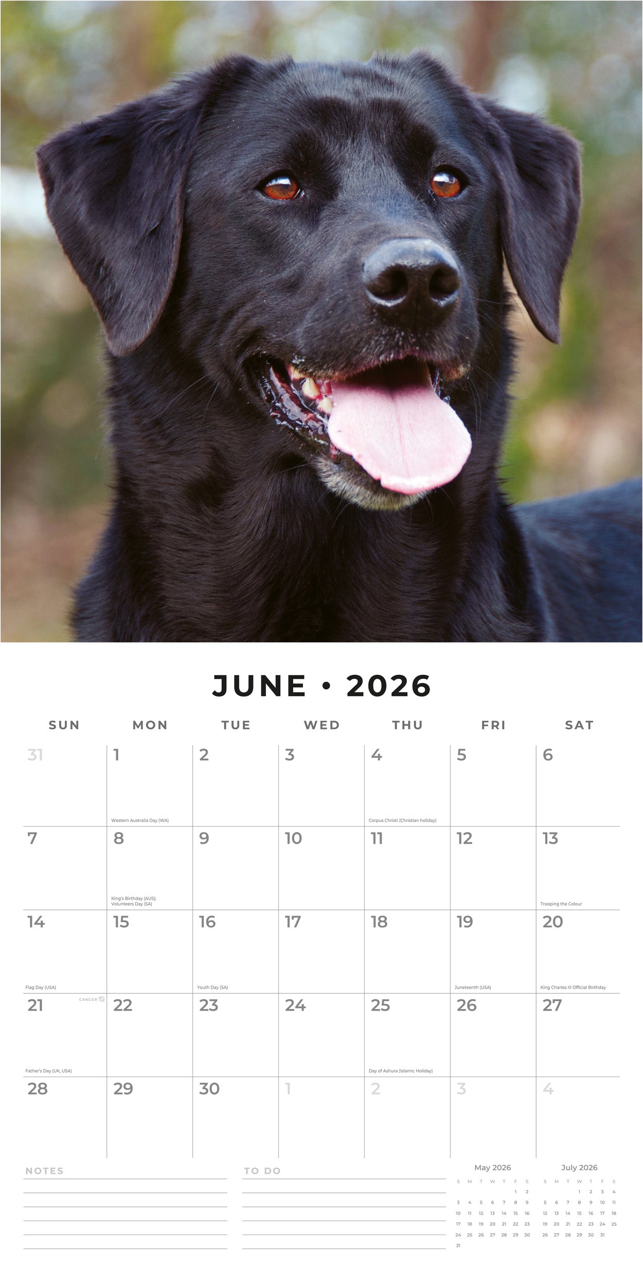 2026 Black Labradors - Square Wall Calendar