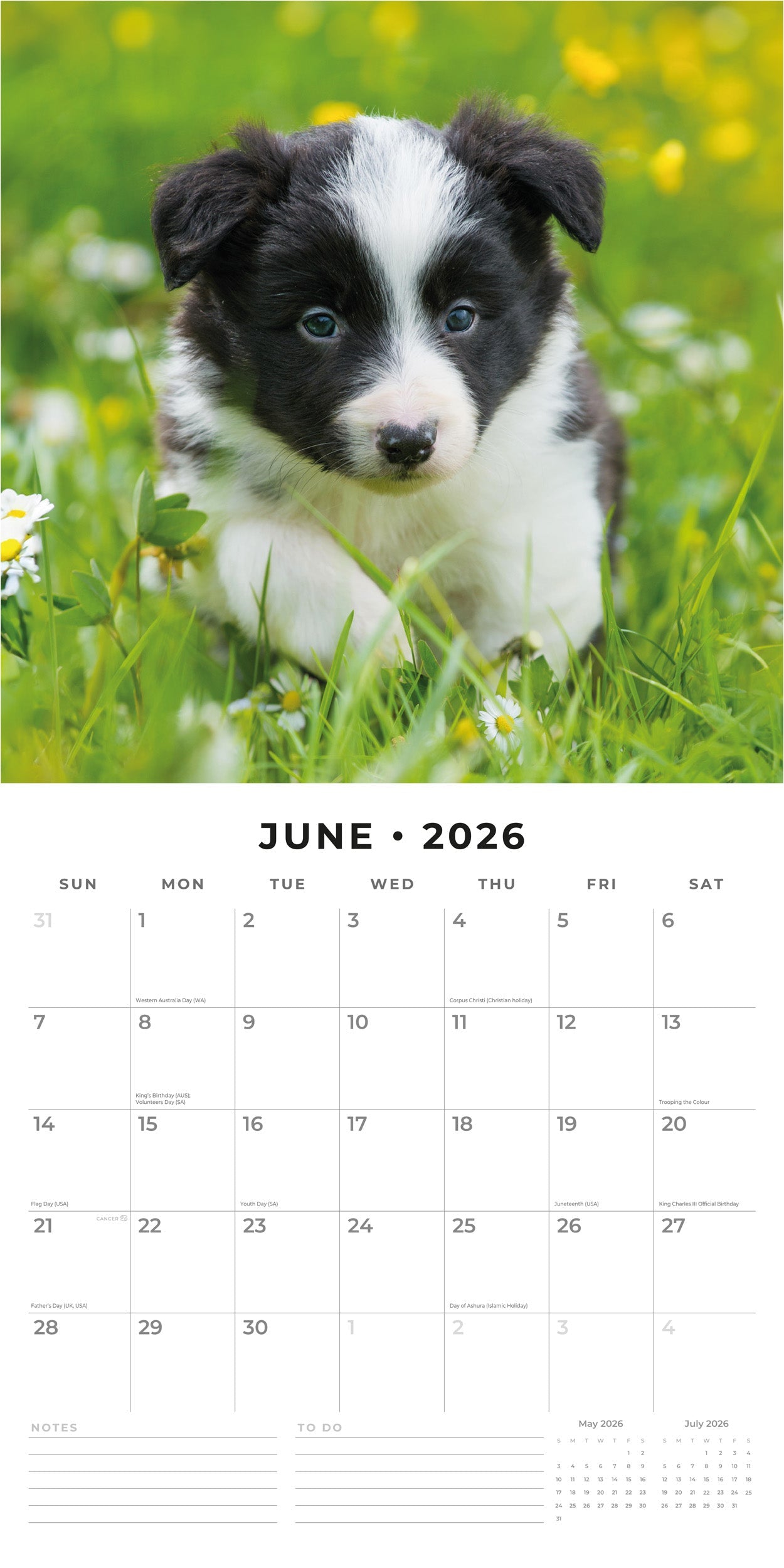 2026 Border Collie Puppies - Square Wall Calendar