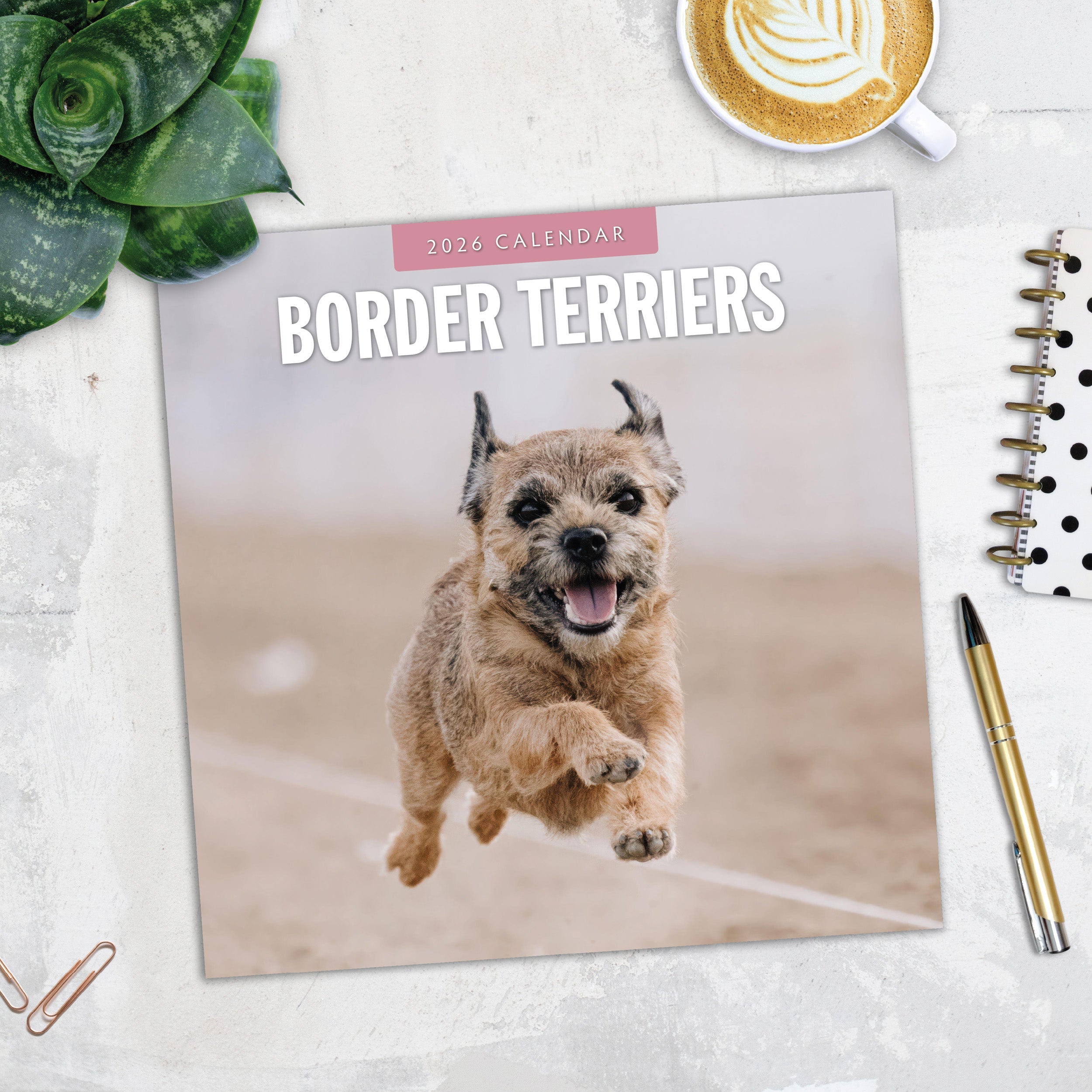2026 Border Terriers - Square Wall Calendar