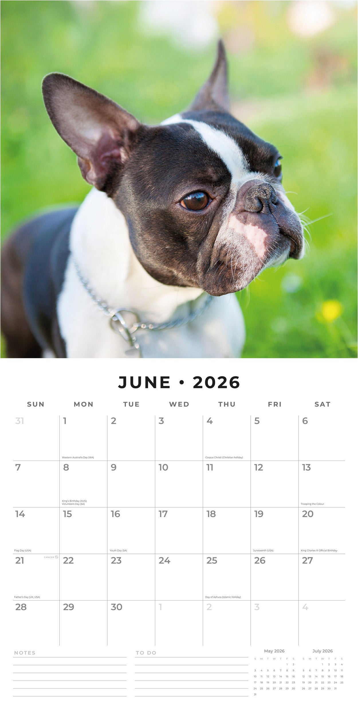 2026 Boston Terriers - Square Wall Calendar