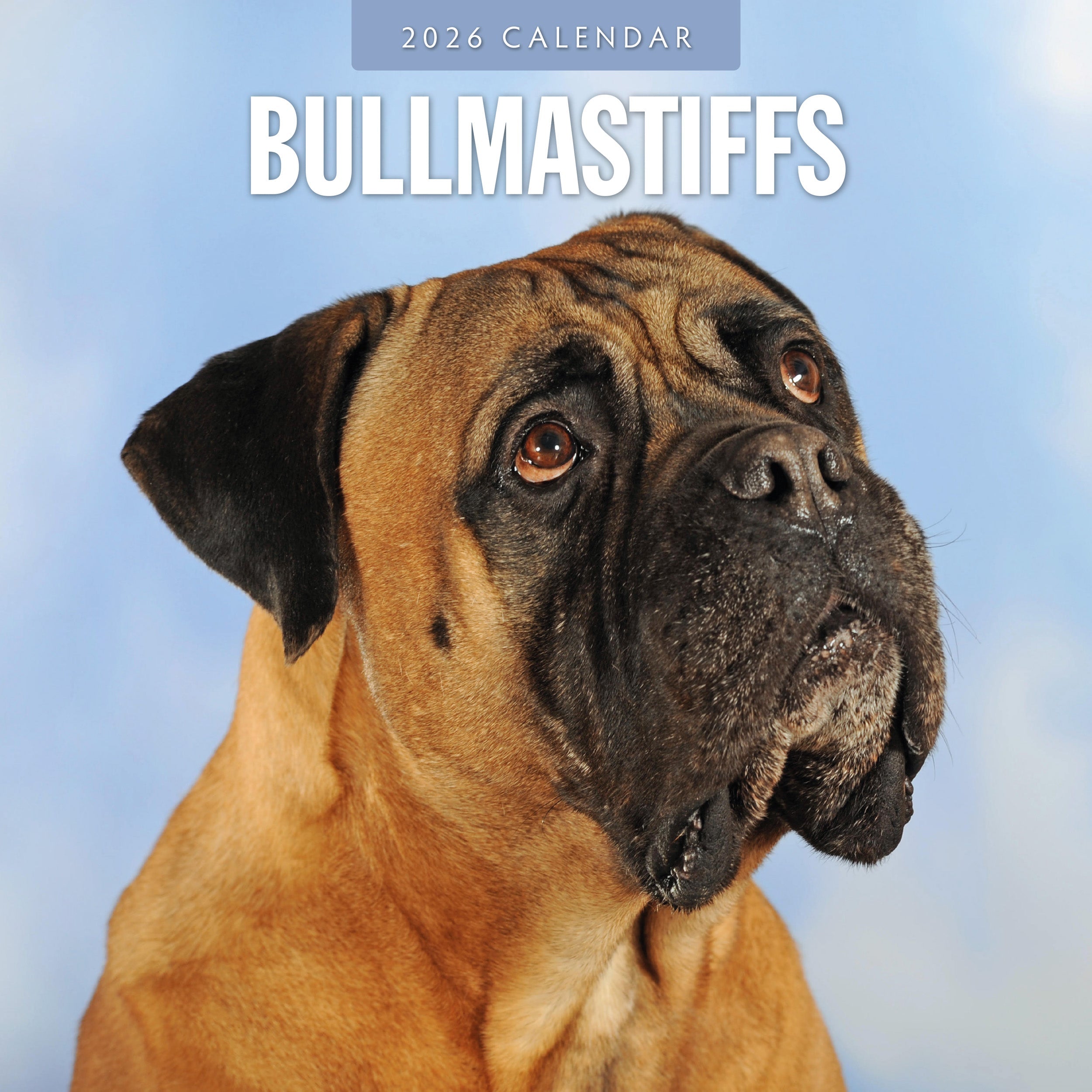 2026 Bullmastiffs - Square Wall Calendar
