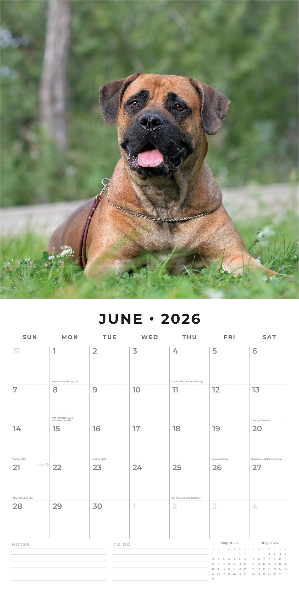 2026 Bullmastiffs - Square Wall Calendar
