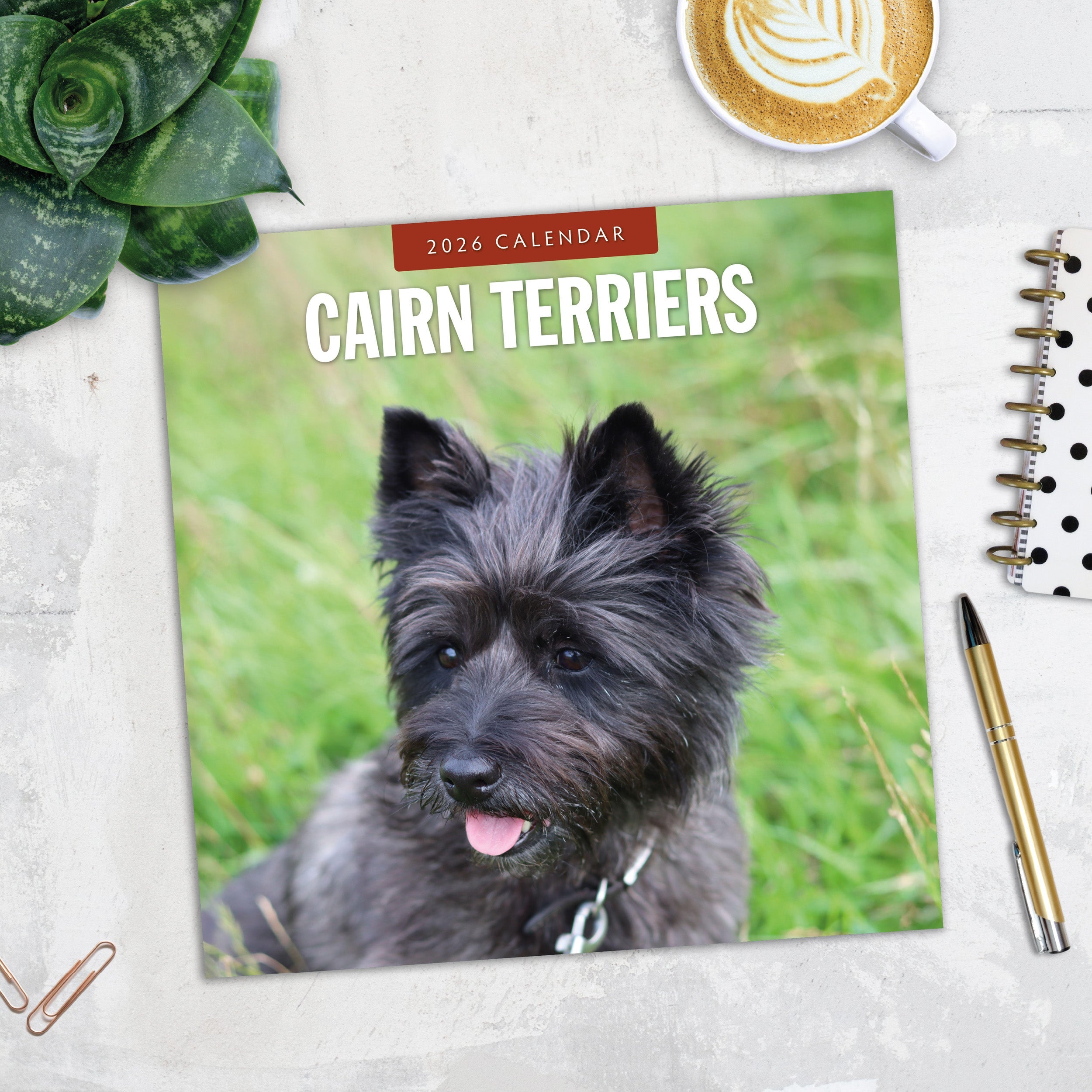 2026 Cairn Terriers - Square Wall Calendar