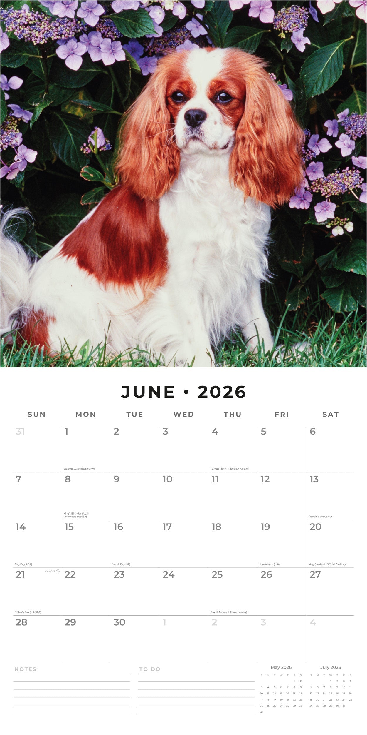 2026 Cavalier King Charles Spaniels - Square Wall Calendar