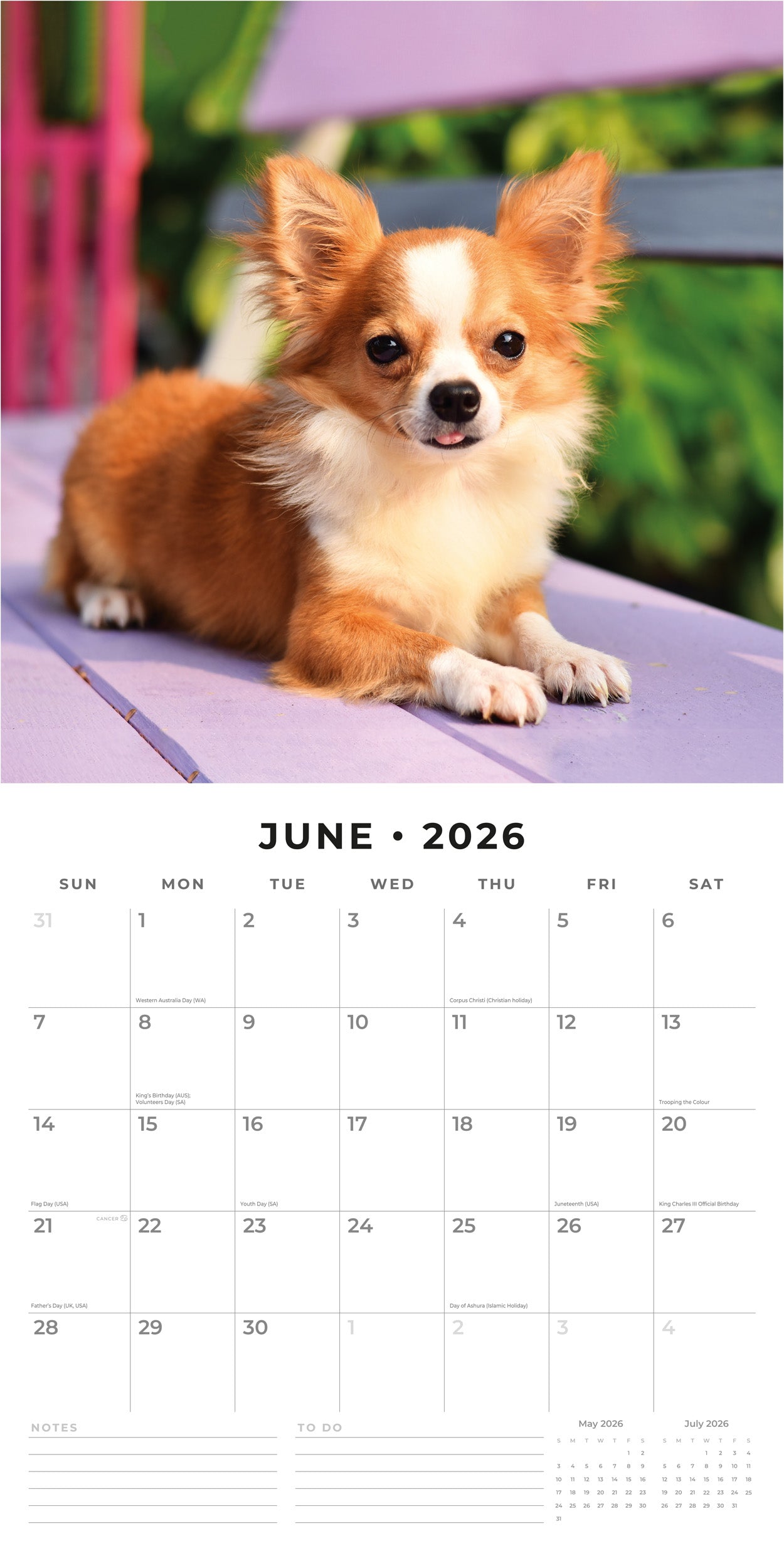 2026 Chihuahuas - Square Wall Calendar