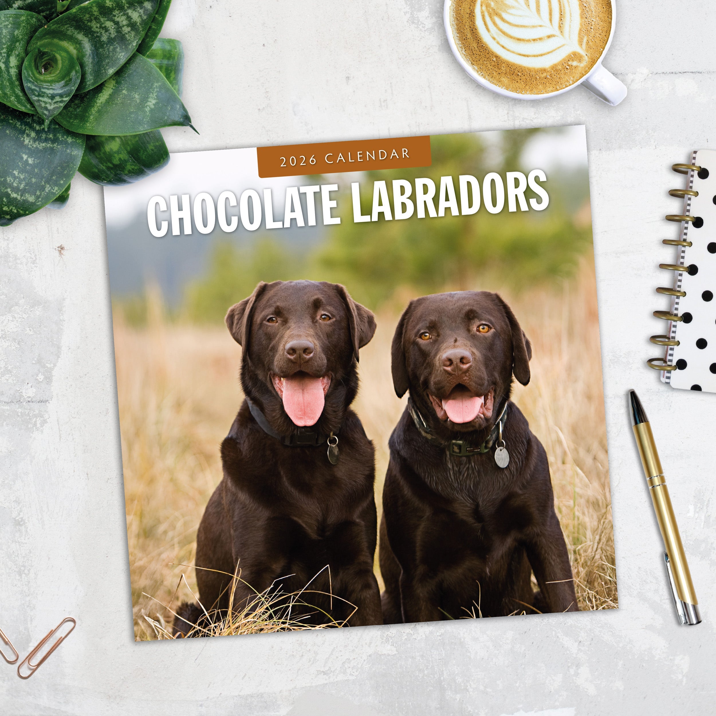 2026 Chocolate Labradors - Square Wall Calendar