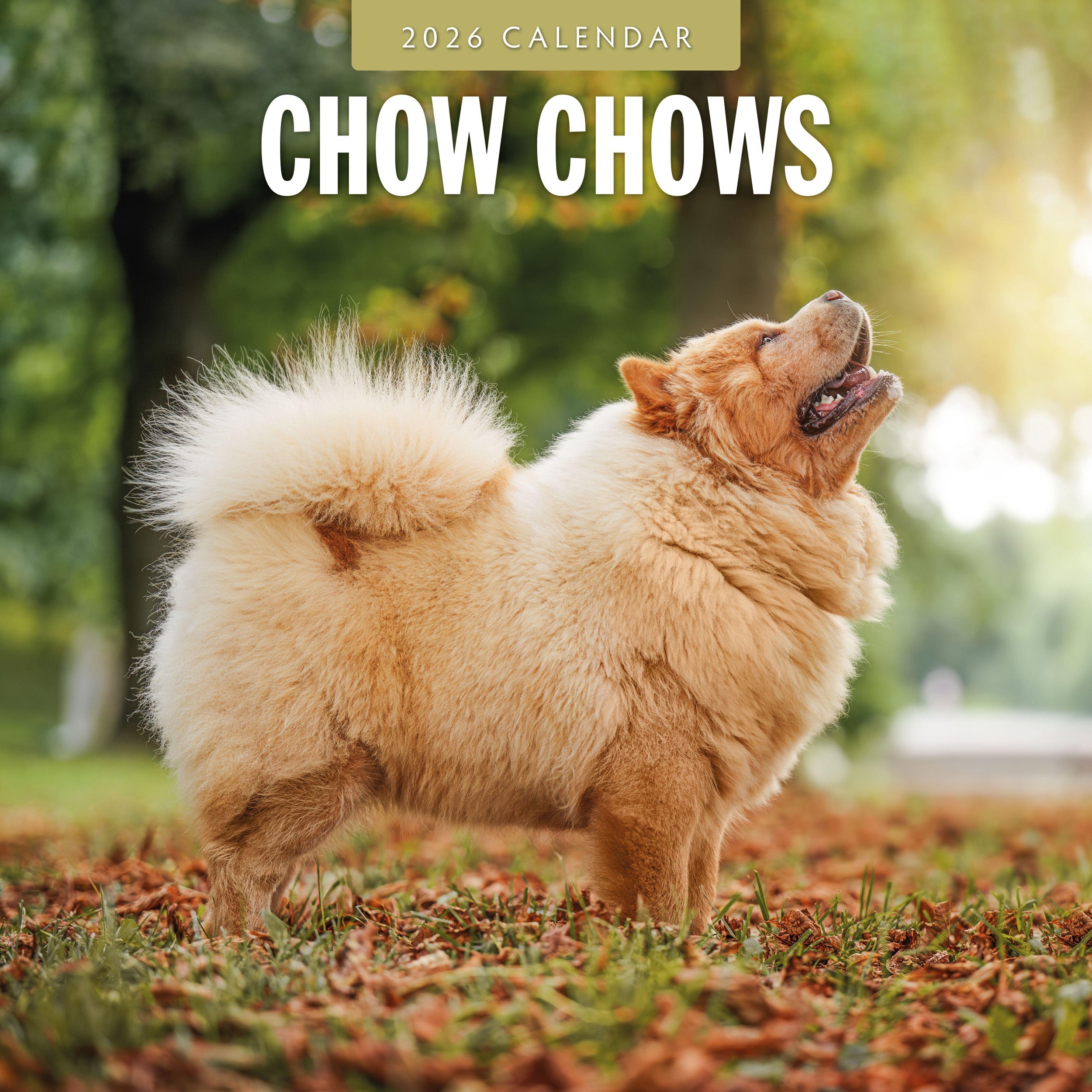 2026 Chow Chows - Square Wall Calendar