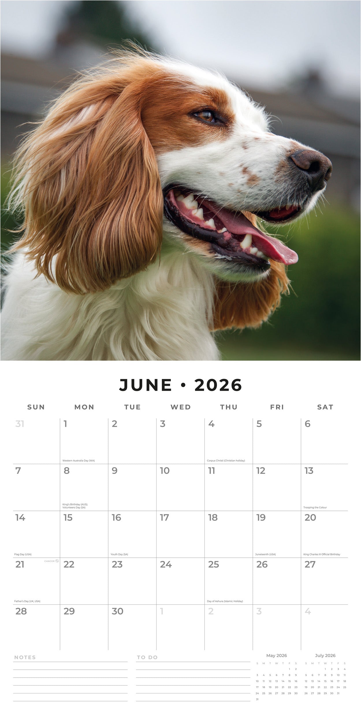 2026 Cocker Spaniels - Square Wall Calendar