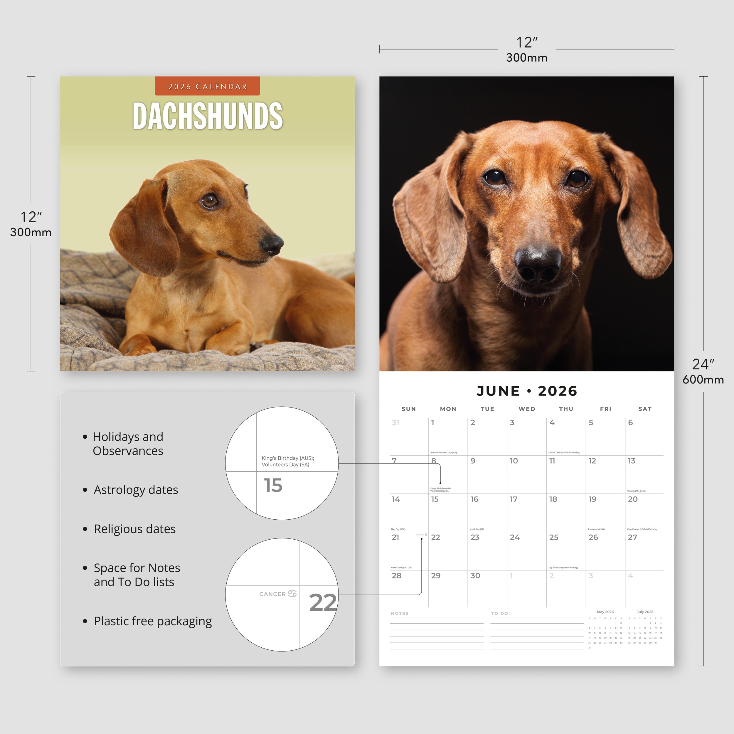 2026 Dachshunds - Square Wall Calendar