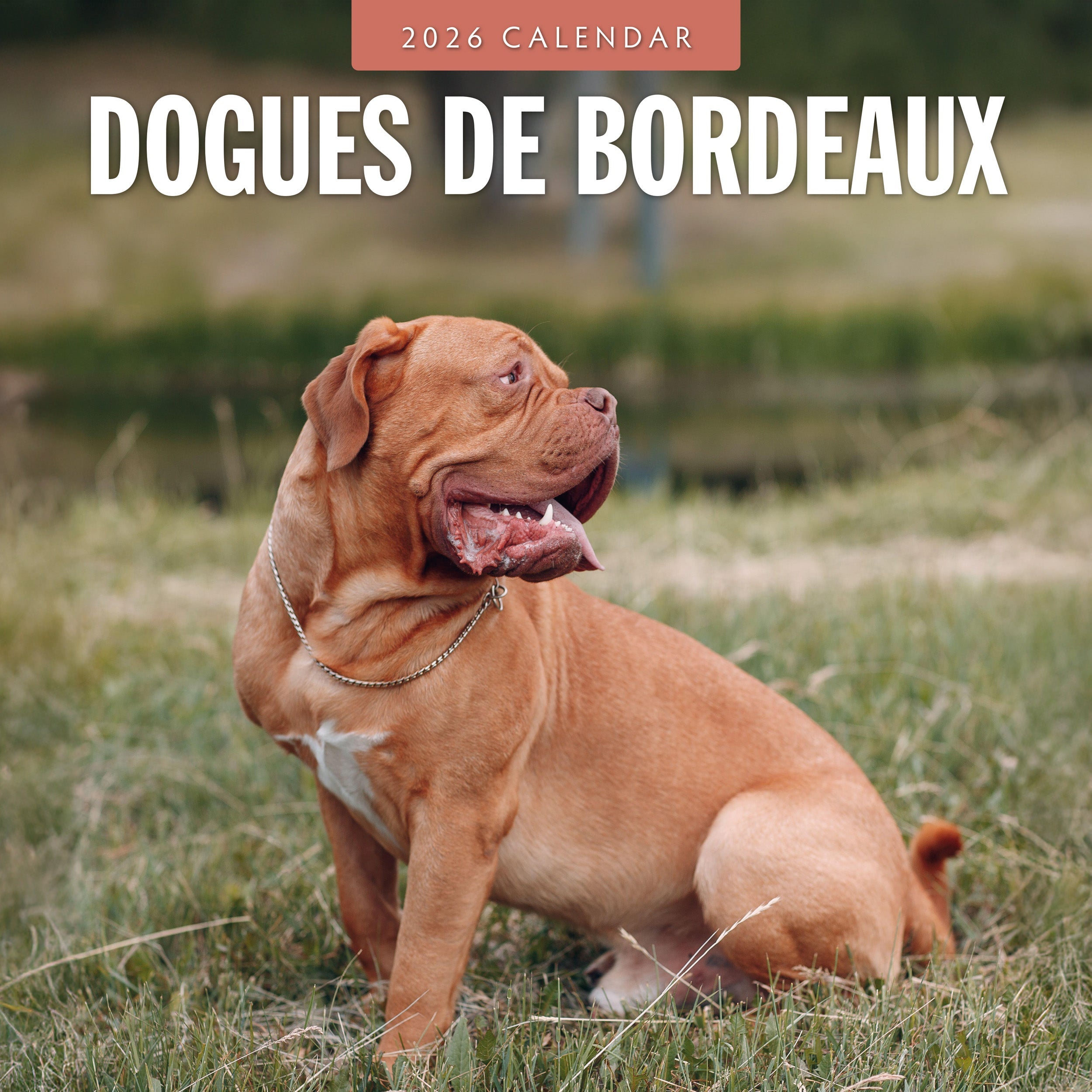 2026 Dogues de Bordeaux - Square Wall Calendar