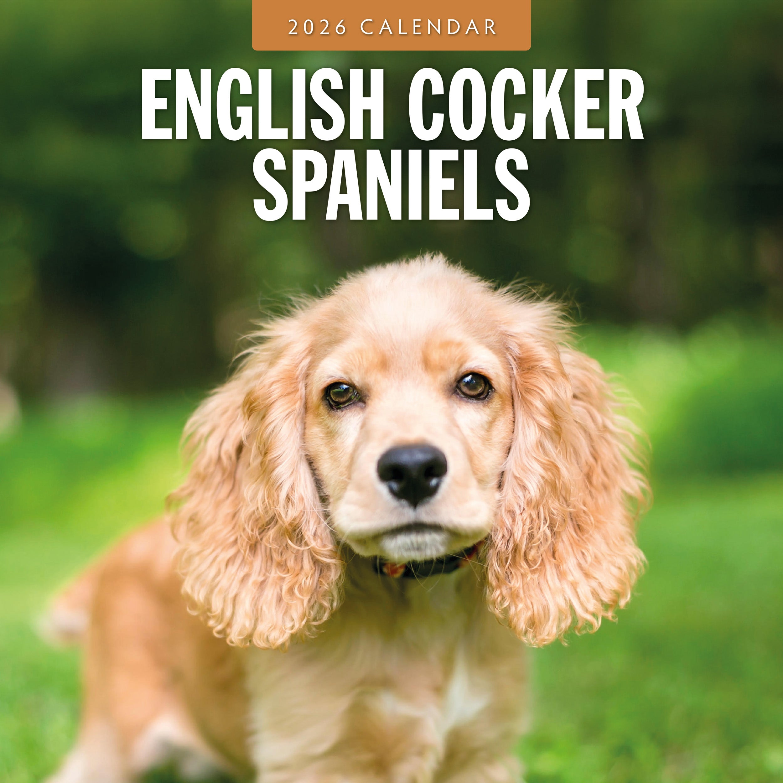 2026 English Cocker Spaniels - Square Wall Calendar