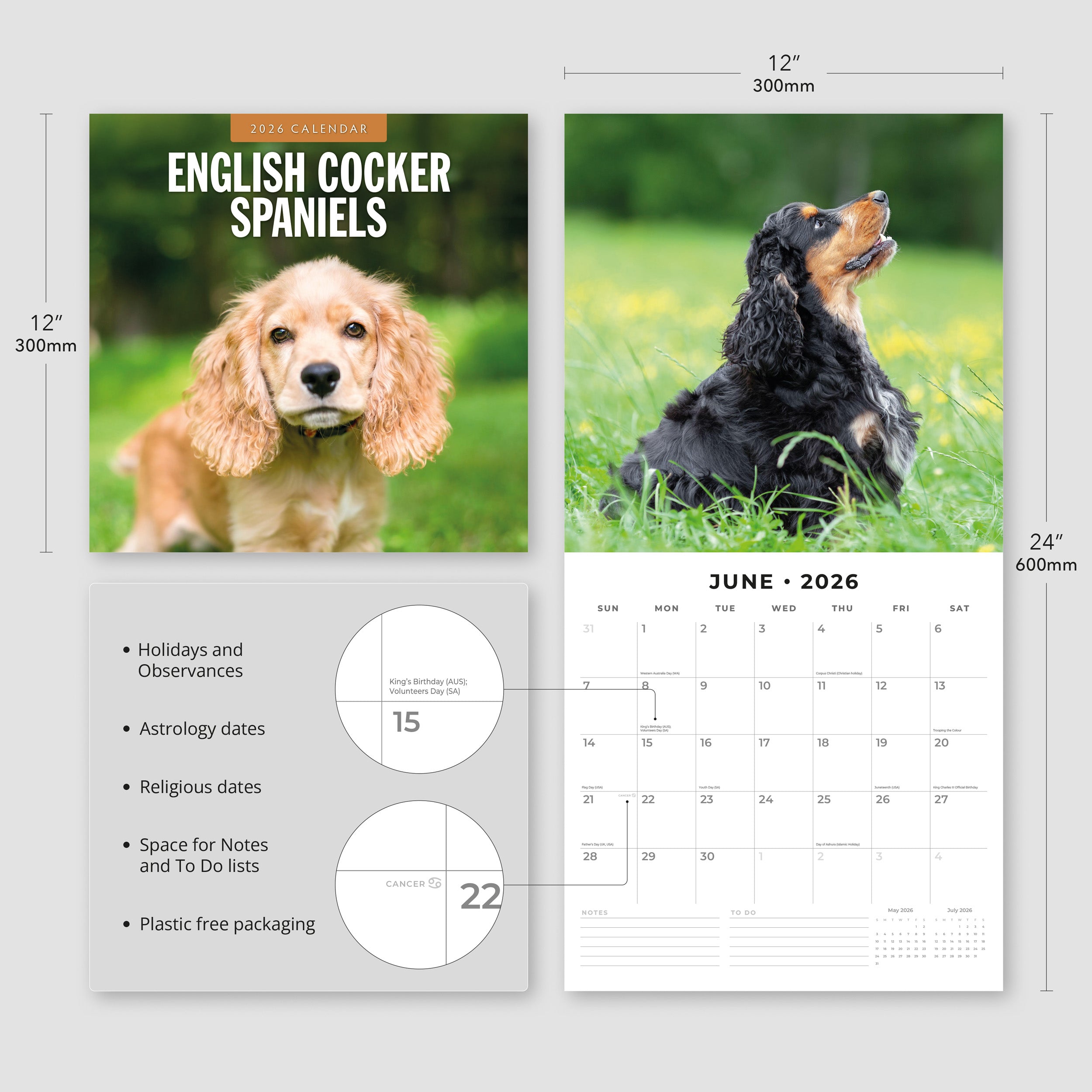 2026 English Cocker Spaniels - Square Wall Calendar