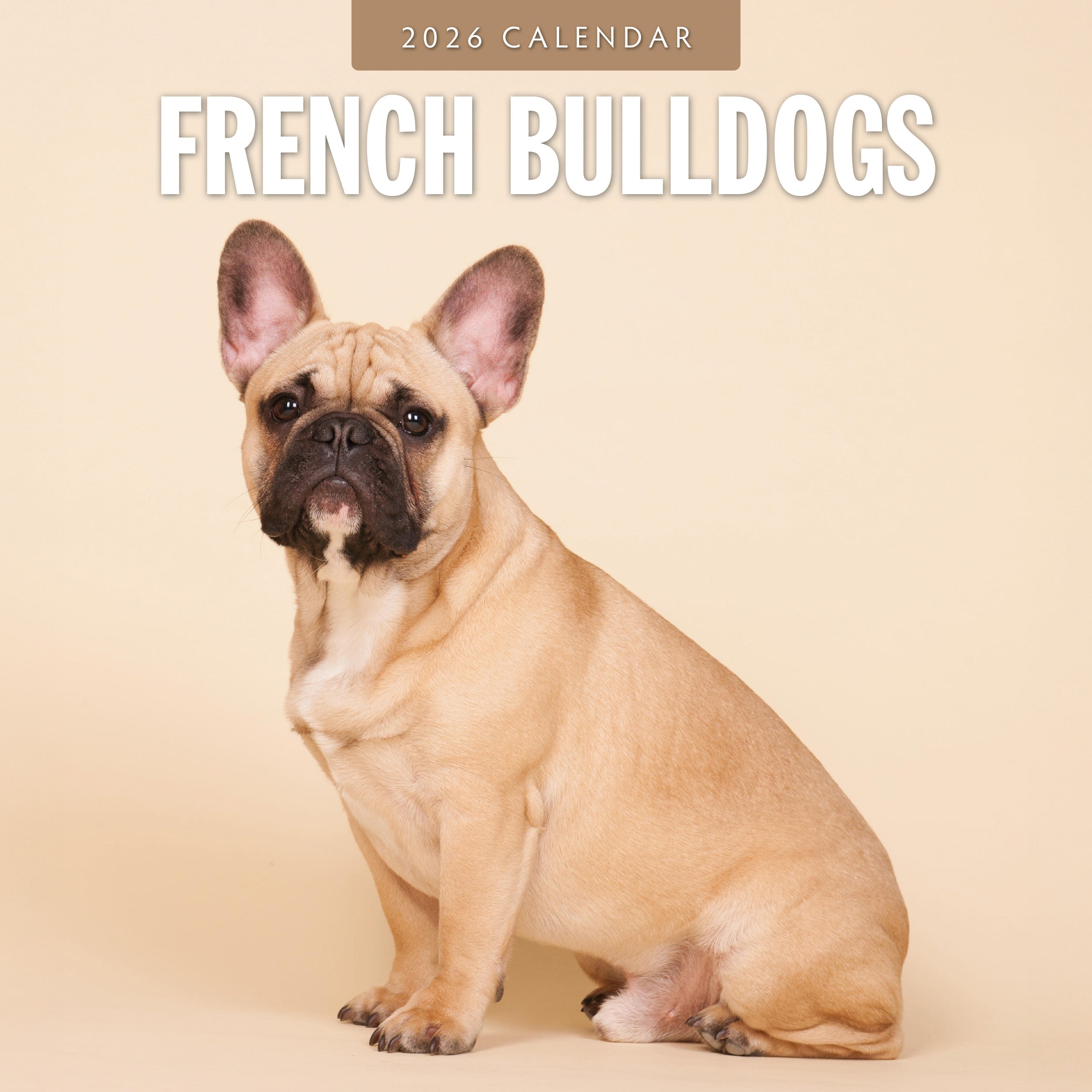 2026 French Bulldogs - Square Wall Calendar