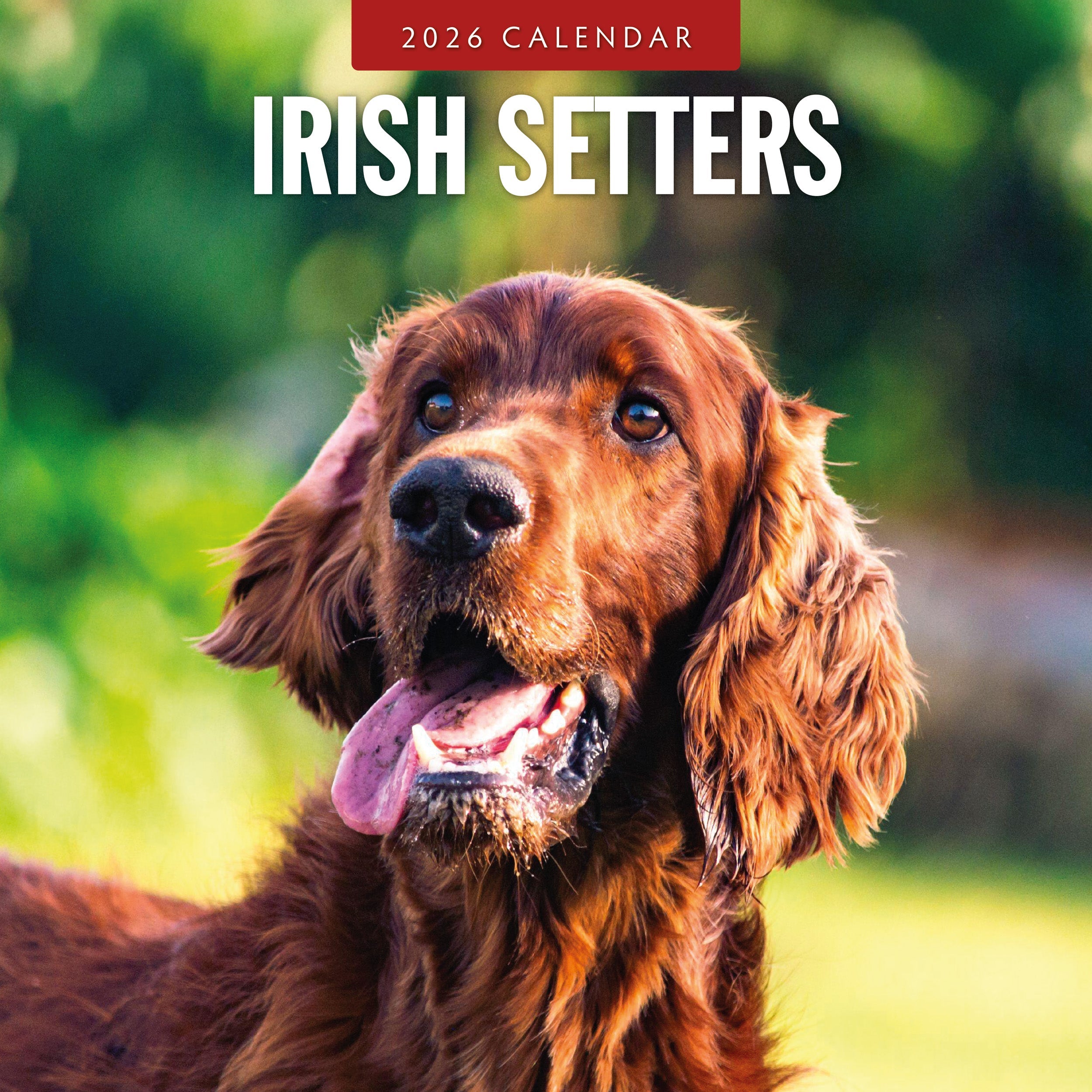 2026 Irish Setters - Square Wall Calendar
