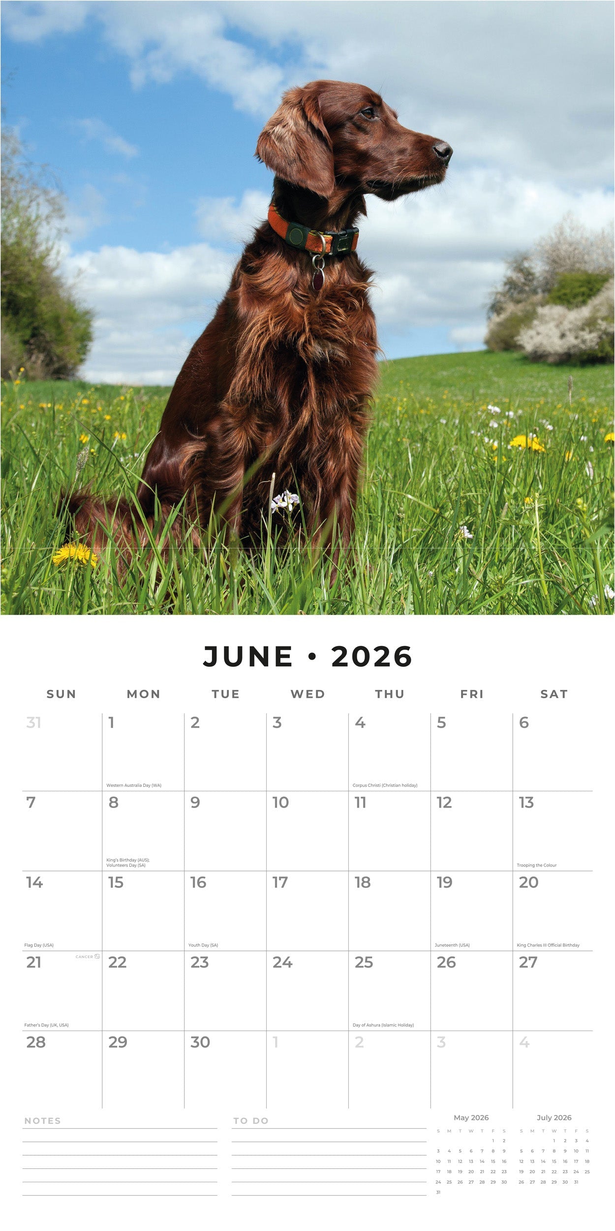 2026 Irish Setters - Square Wall Calendar