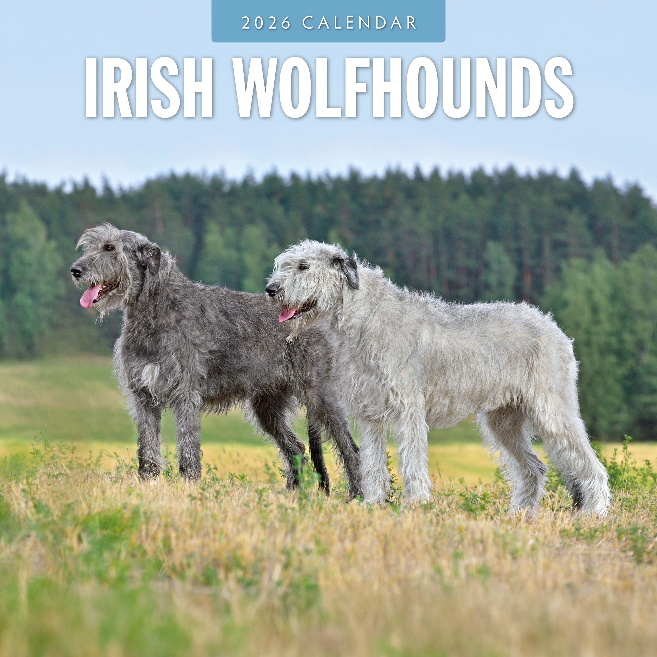 2026 Irish Wolf Hounds - Square Wall Calendar