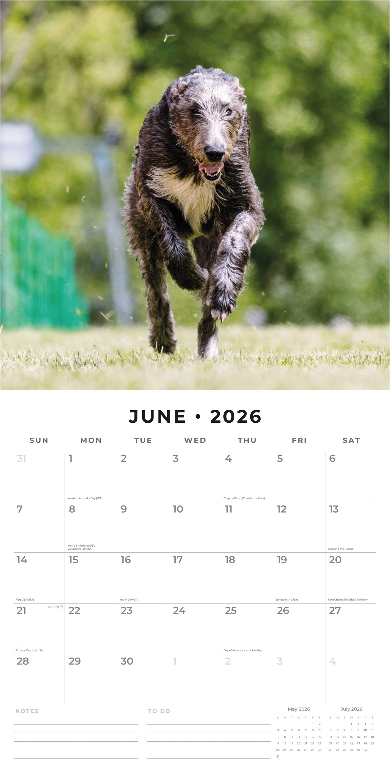 2026 Irish Wolf Hounds - Square Wall Calendar