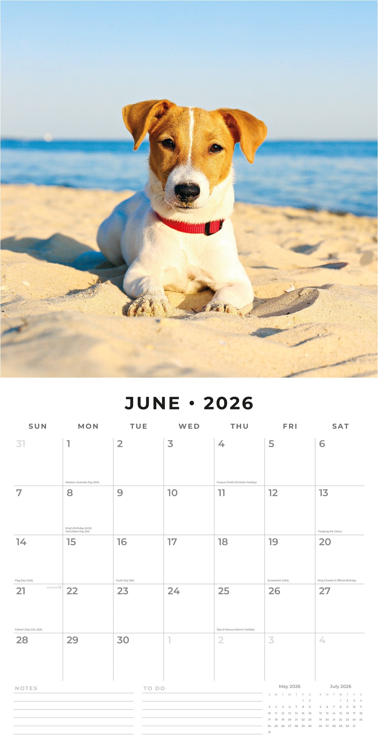 2026 Jack Russells - Square Wall Calendar