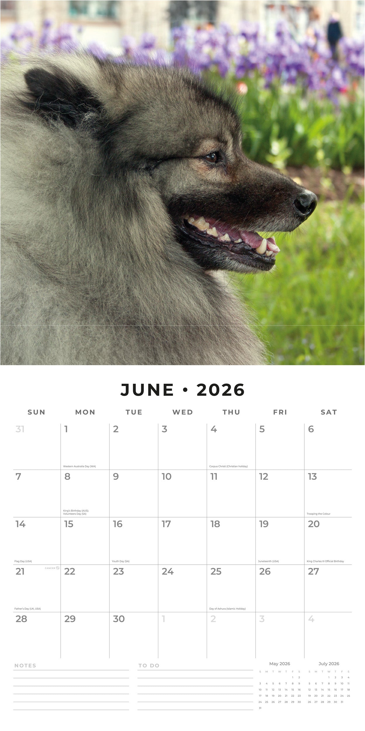 2026 Keeshonds - Square Wall Calendar