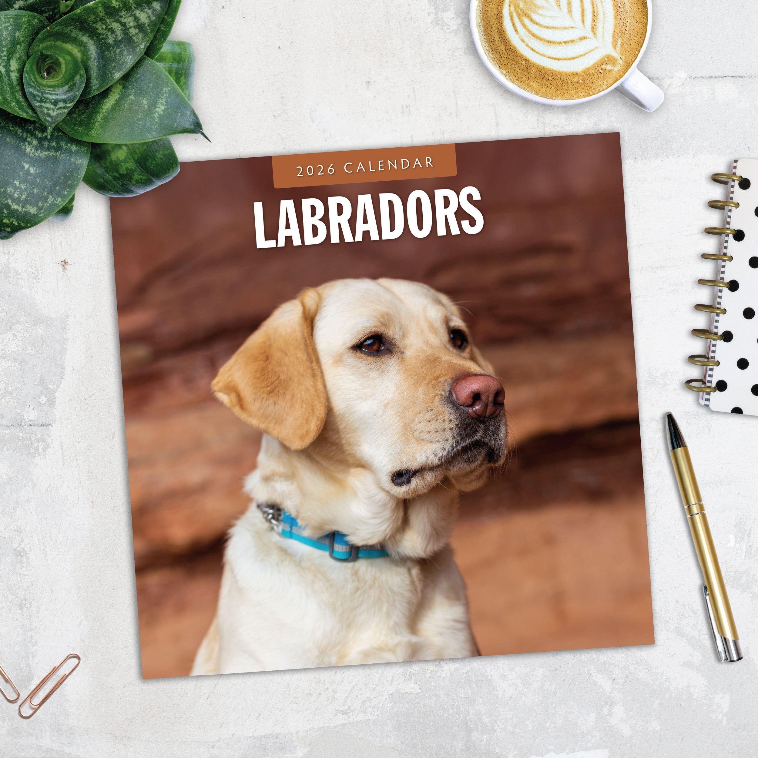 2026 Labradors - Square Wall Calendar