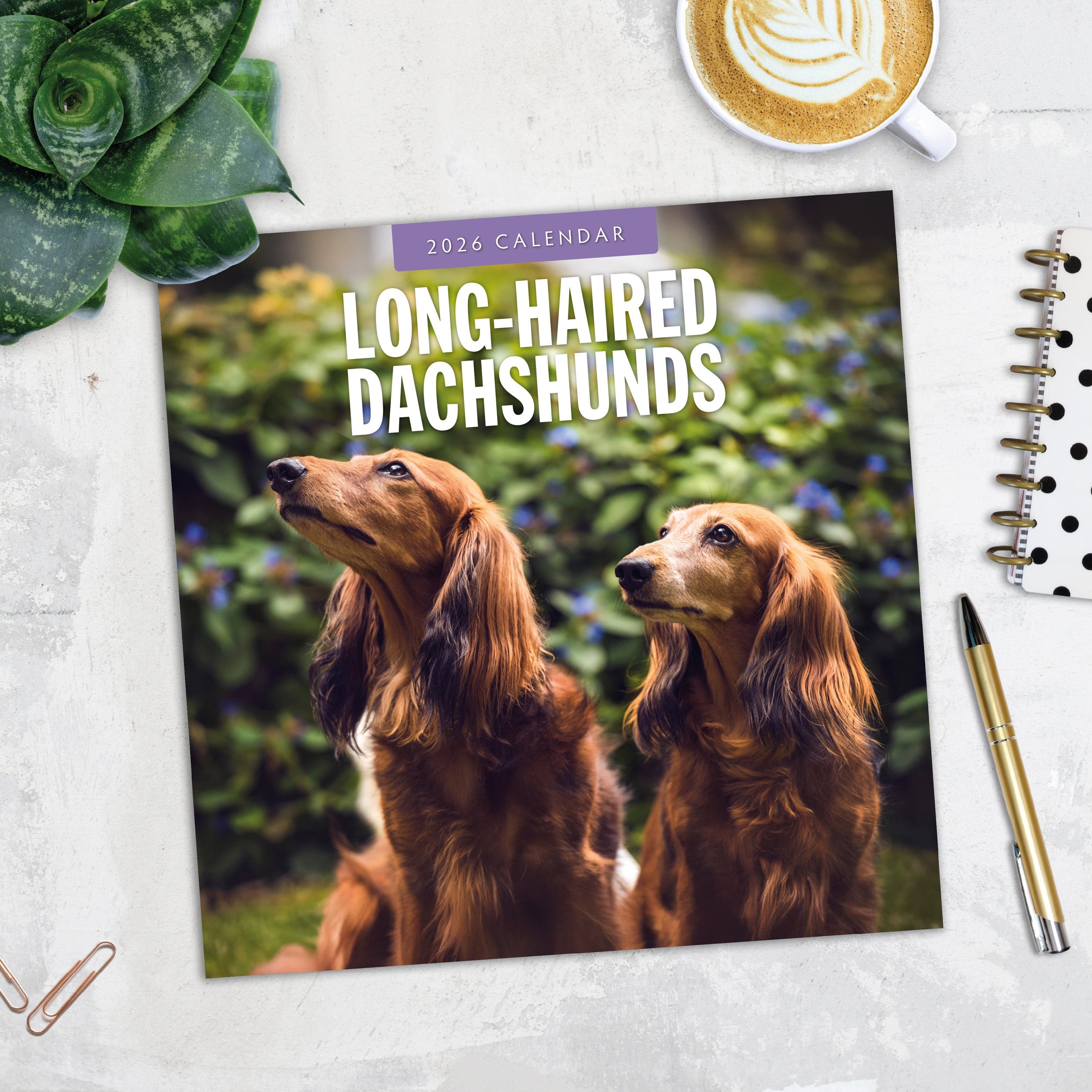 2026 Long-haired Dachshunds - Square Wall Calendar