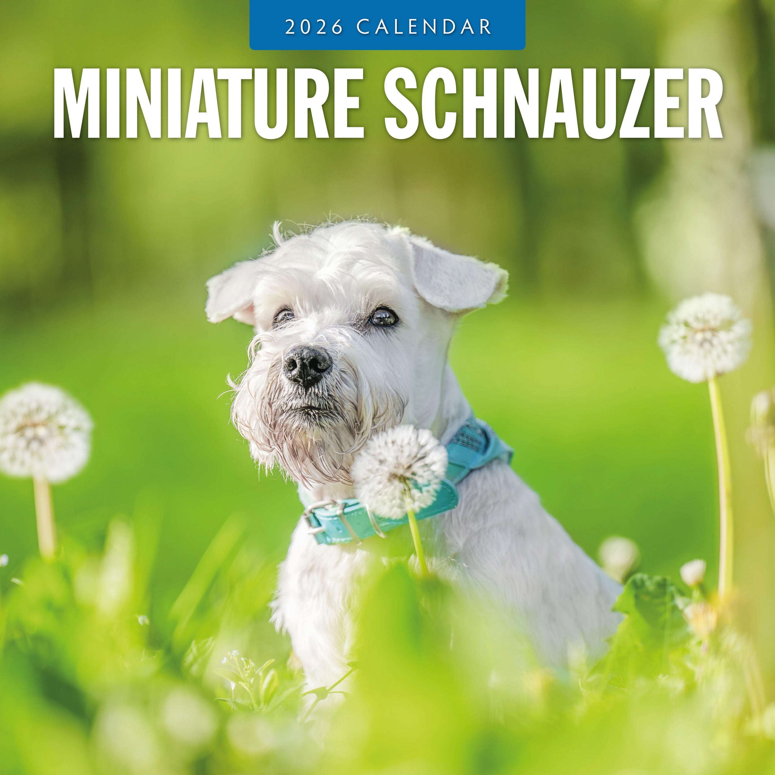 2026 Miniature Schnauzer - Square Wall Calendar
