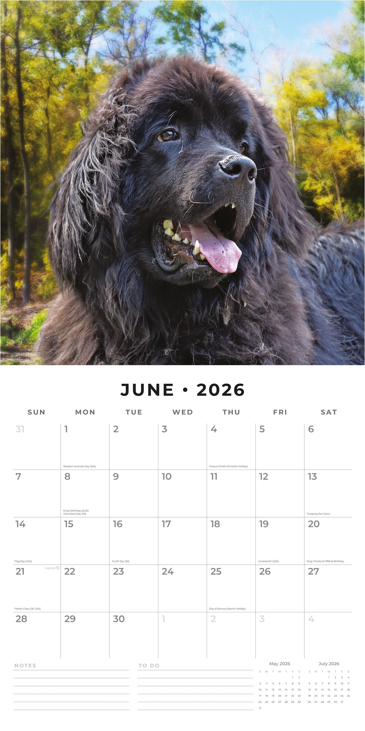 2026 Newfoundlands - Square Wall Calendar