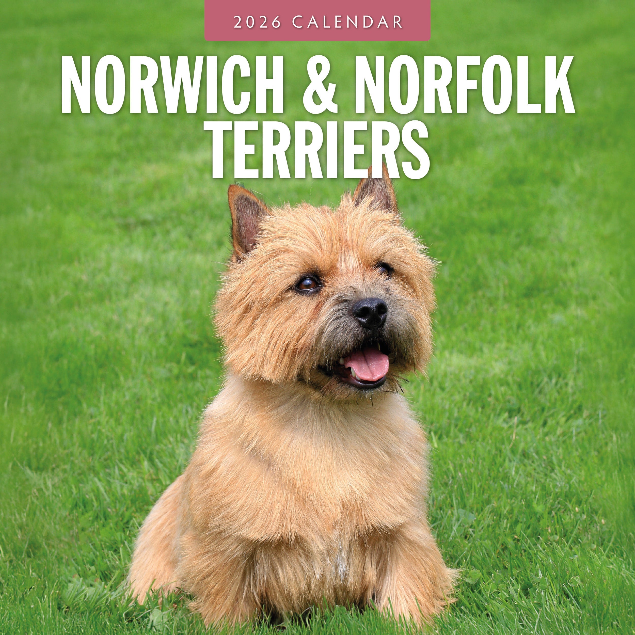2026 Norwich & Norfolk Terriers - Square Wall Calendar