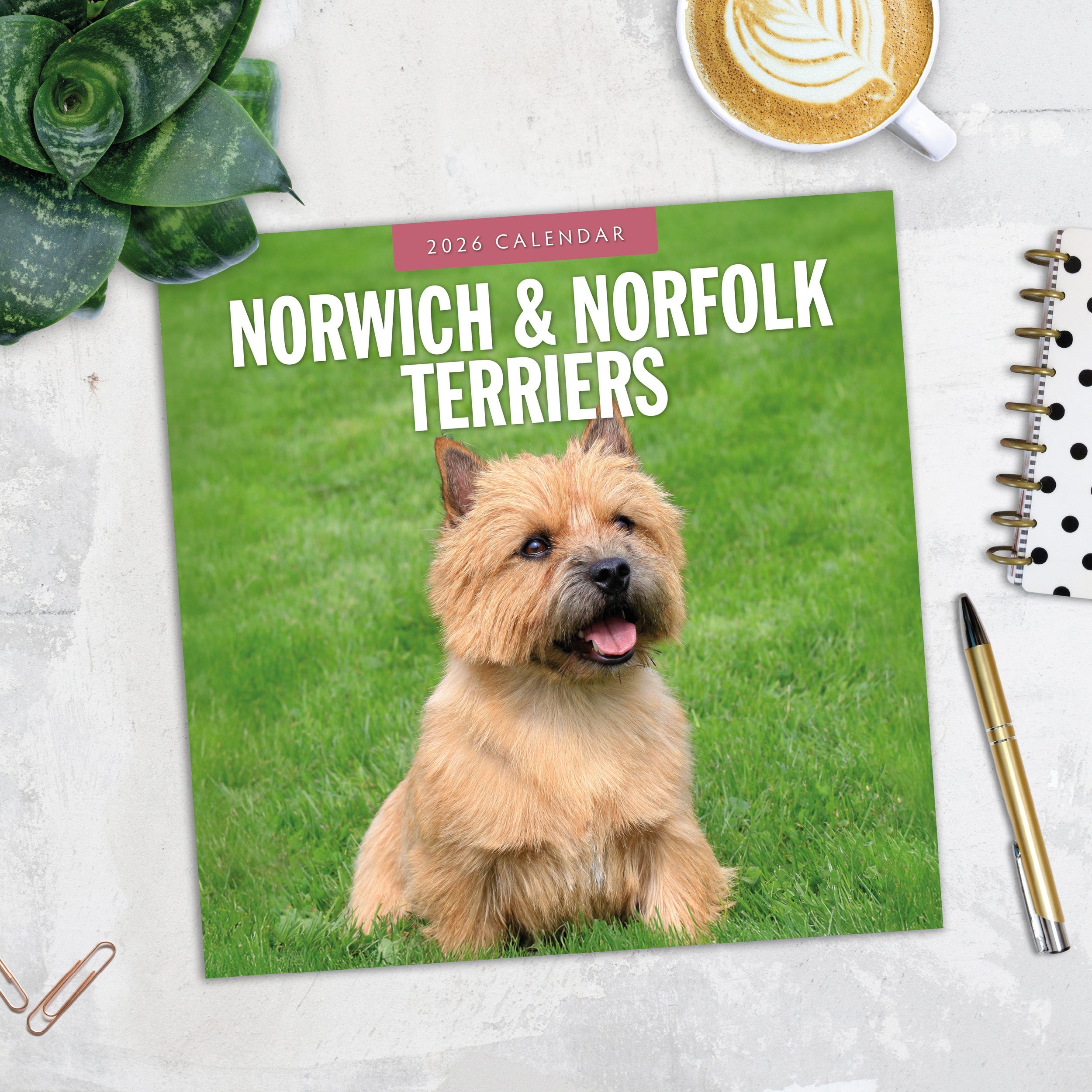 2026 Norwich & Norfolk Terriers - Square Wall Calendar