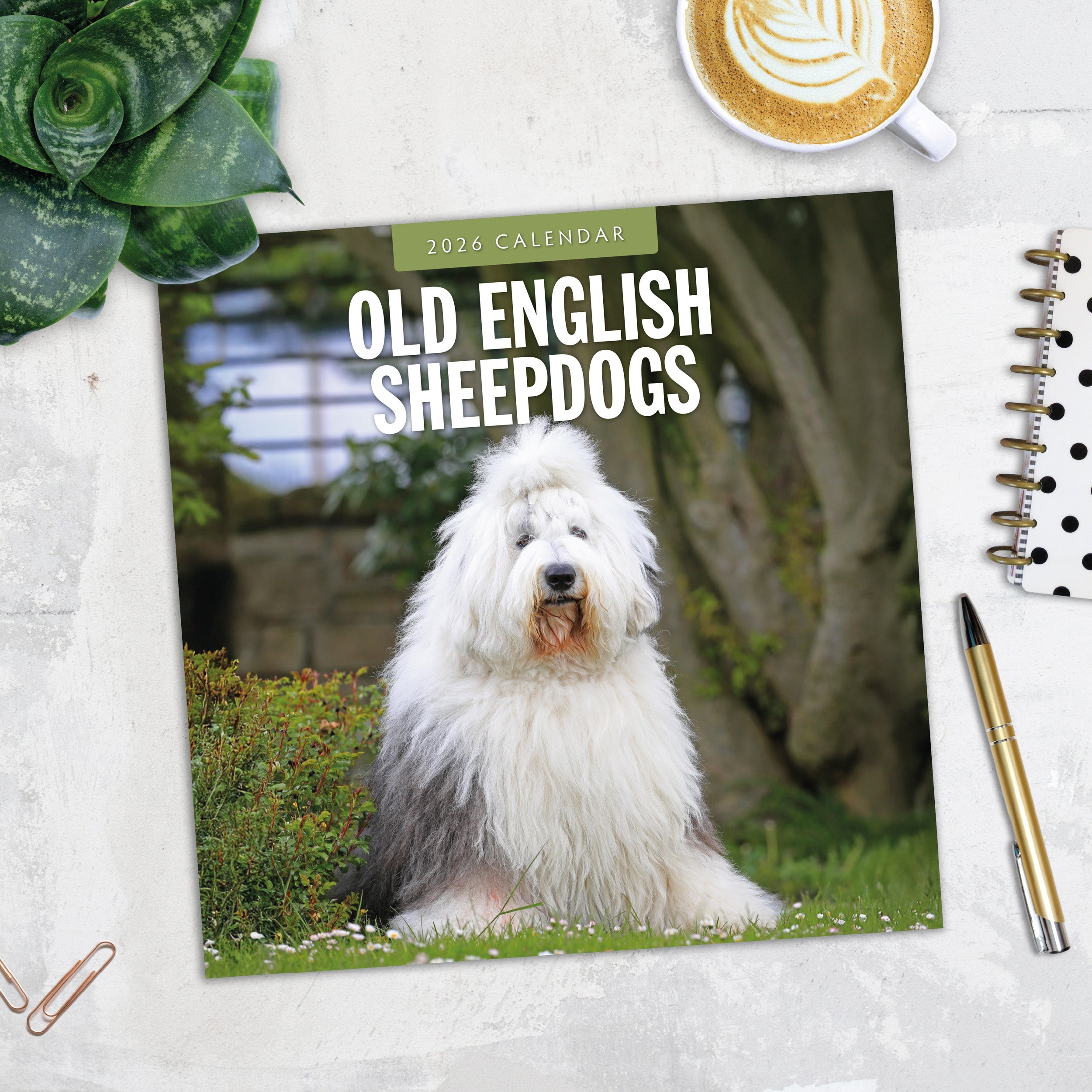 2026 Old English Sheepdogs - Square Wall Calendar